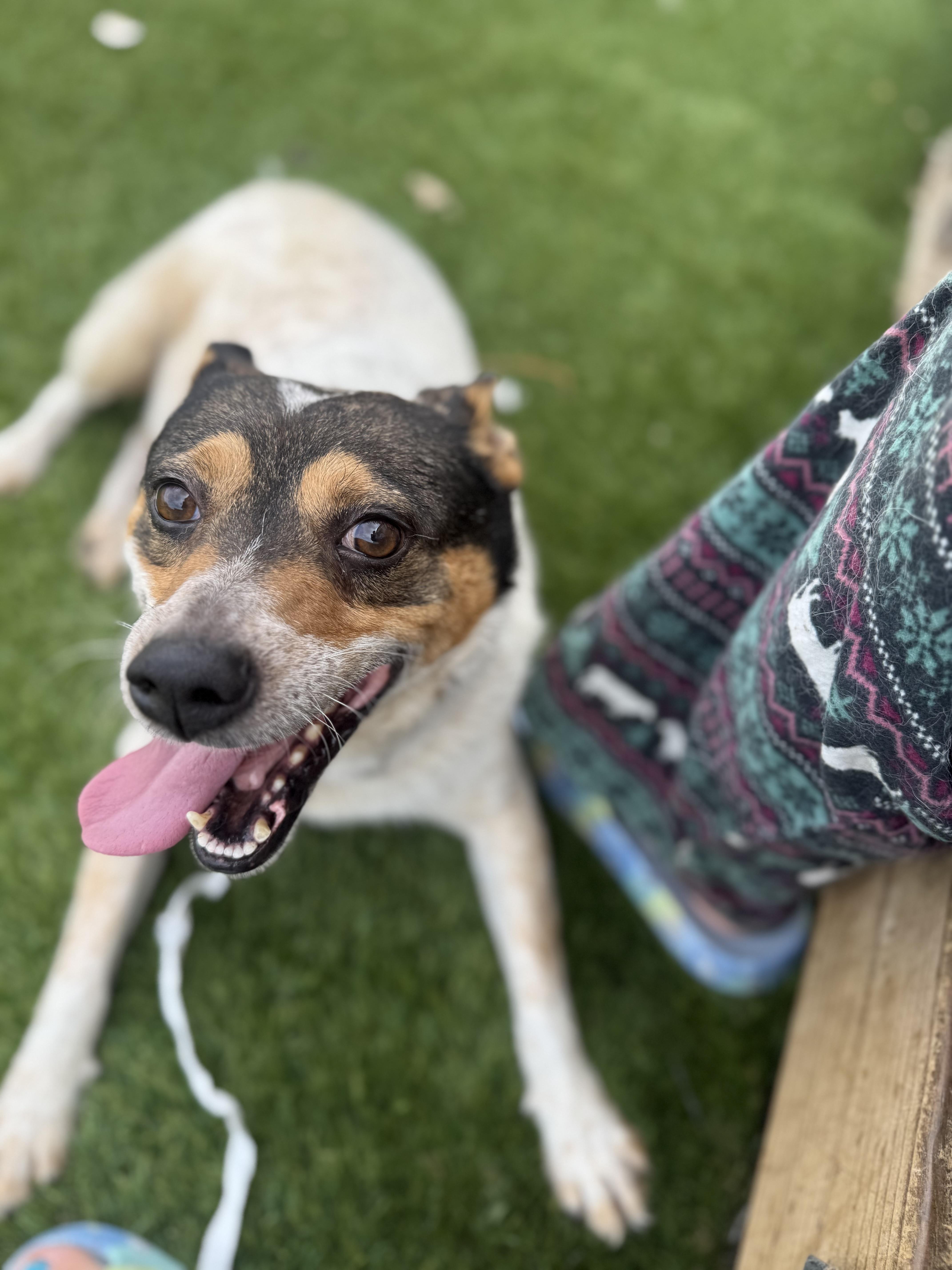 Bluey, a Adoptable Australian Cattle Dog / Blue Heeler in San Antonio, TX image 2/6