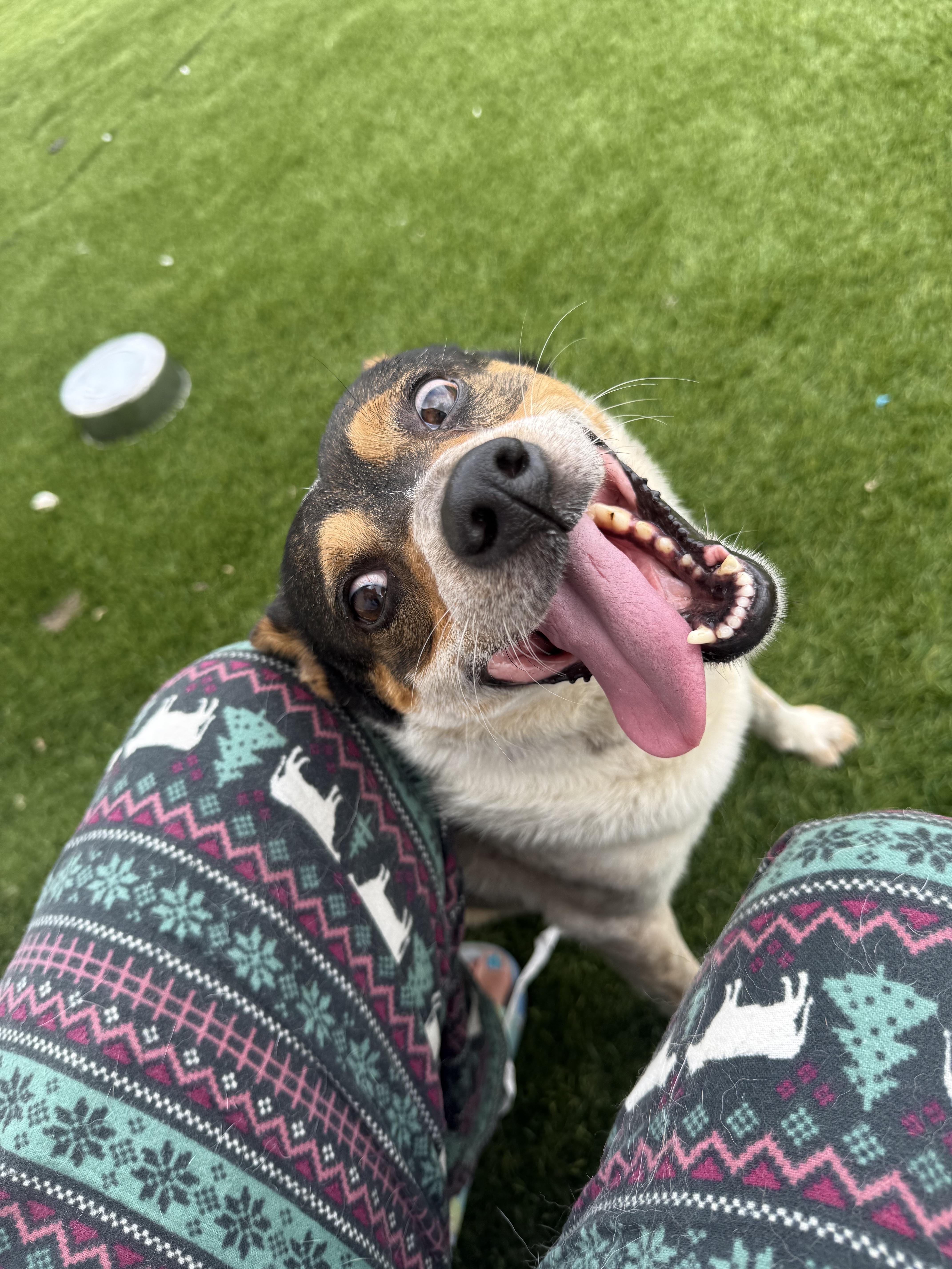 Bluey, a Adoptable Australian Cattle Dog / Blue Heeler in San Antonio, TX image 4/6