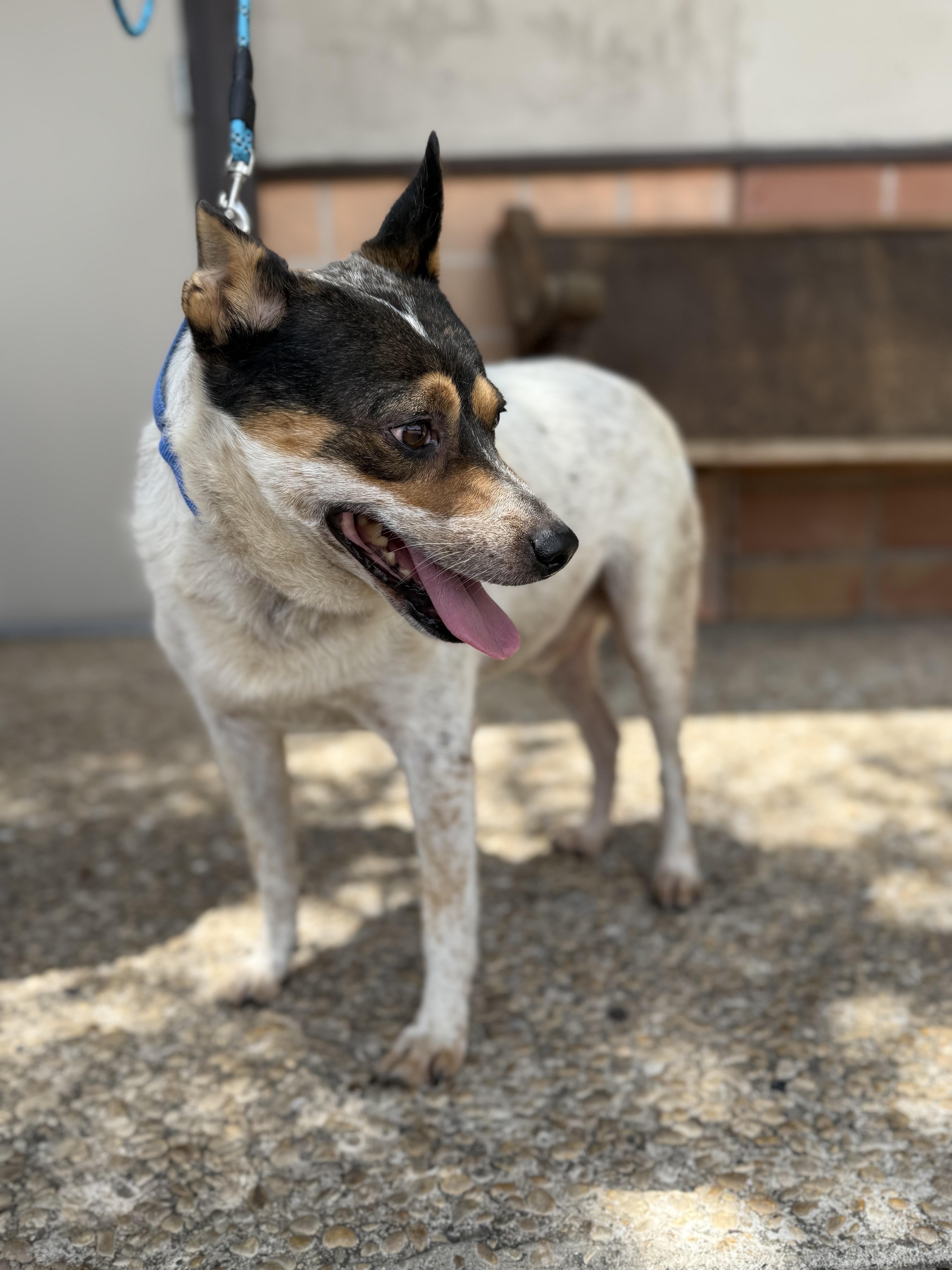 Bluey, a Adoptable Australian Cattle Dog / Blue Heeler in San Antonio, TX image 5/6