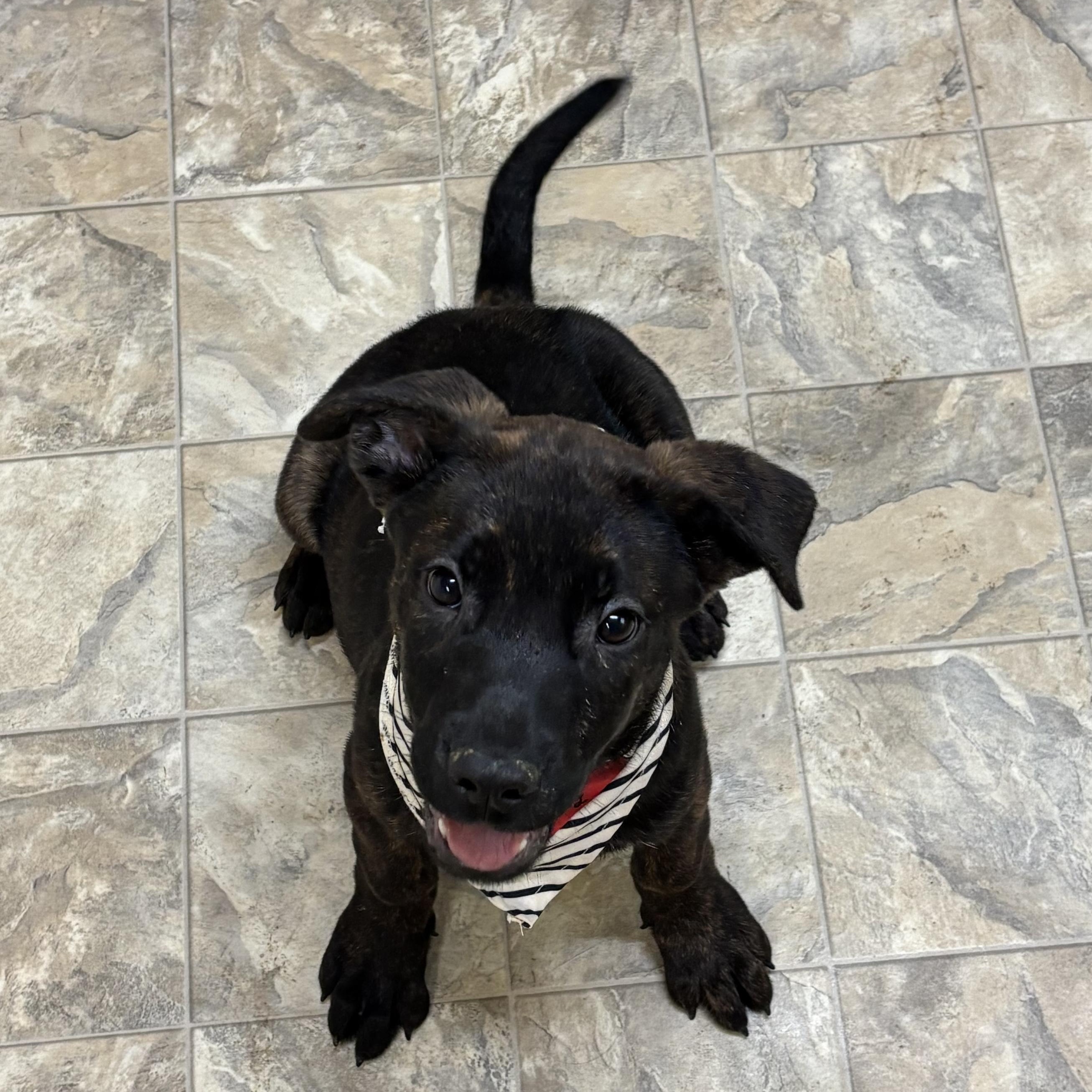Bubbles, a Adoptable mixed breed in Pilot Point, TX image 2/3
