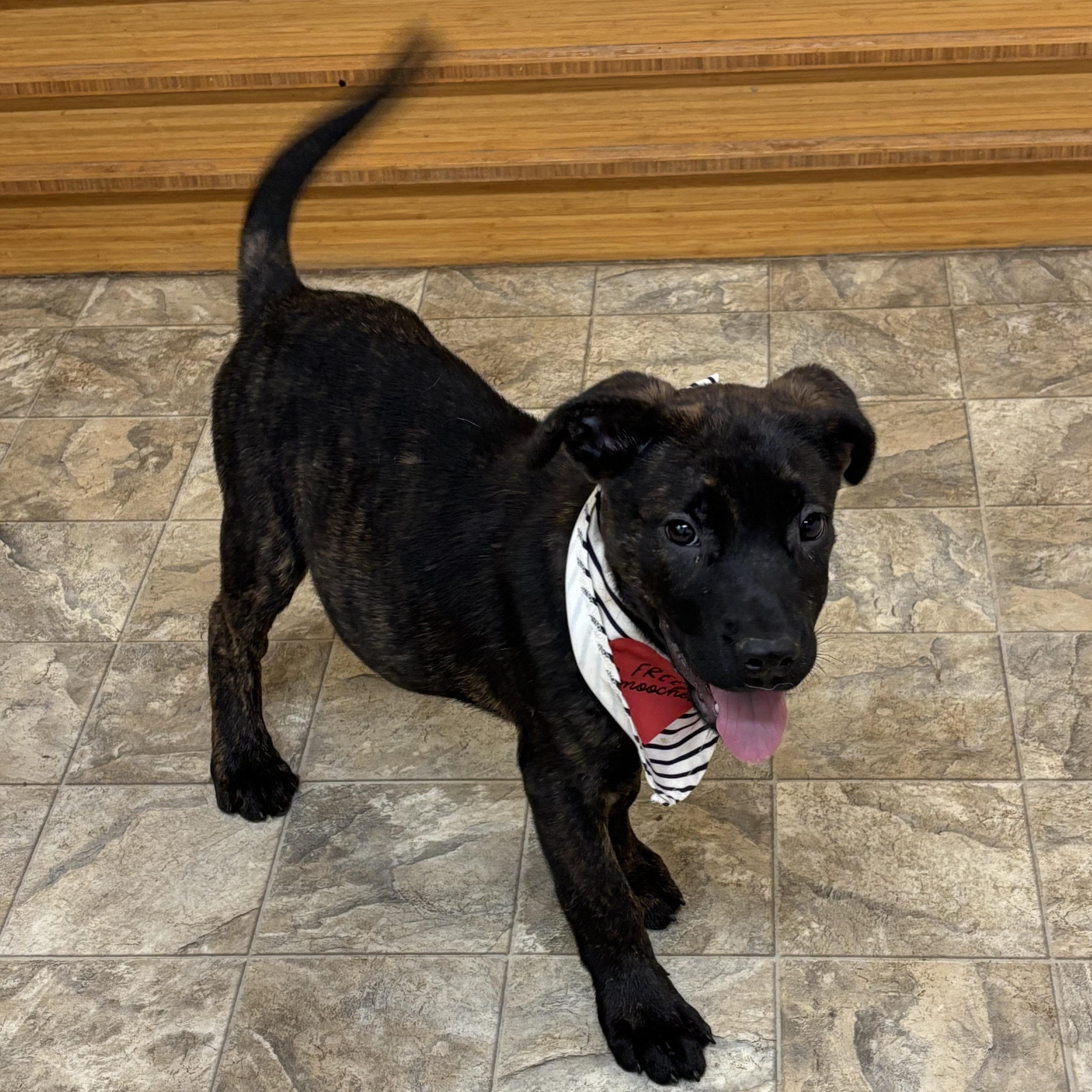 Bubbles, Adoptable, Young Female Terrier.