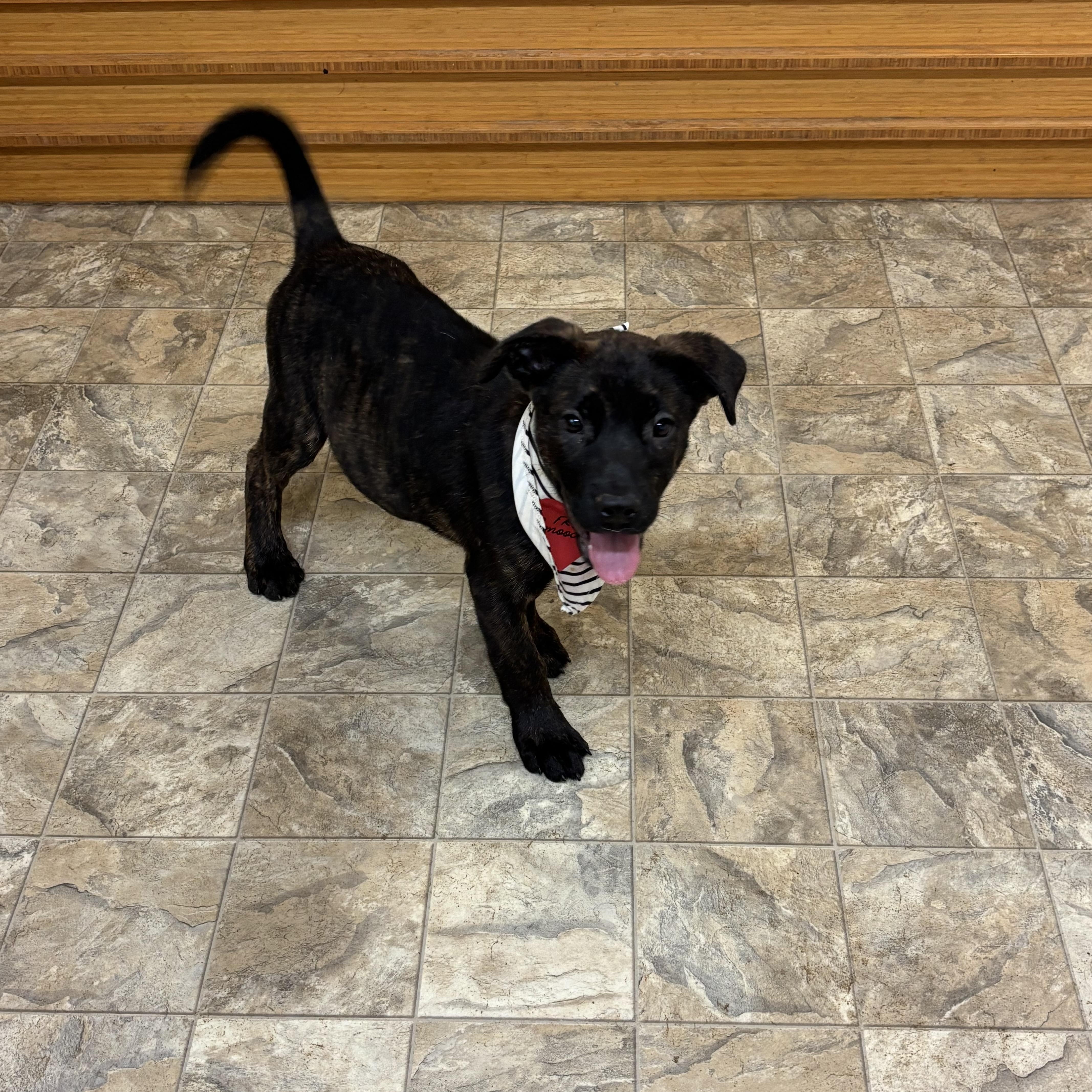 Bubbles, a Adoptable mixed breed in Pilot Point, TX image 3/3
