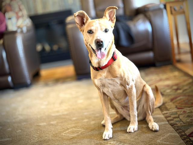 Enlarge BUTTERFLY, a Adoptable mixed breed in Albuquerque, NM image 1/1