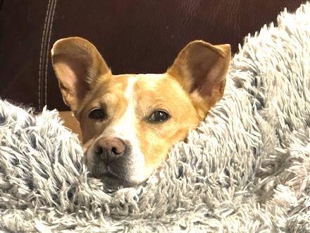 BUTTERFLY, Adoptable, Adult Female Labrador Retriever & Mixed Breed.