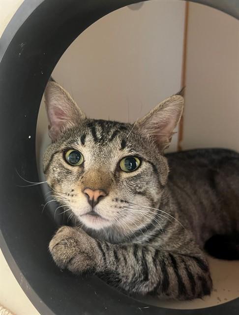 Enlarge LEO, a Adoptable Domestic Short Hair in Blythe, CA image 1/1