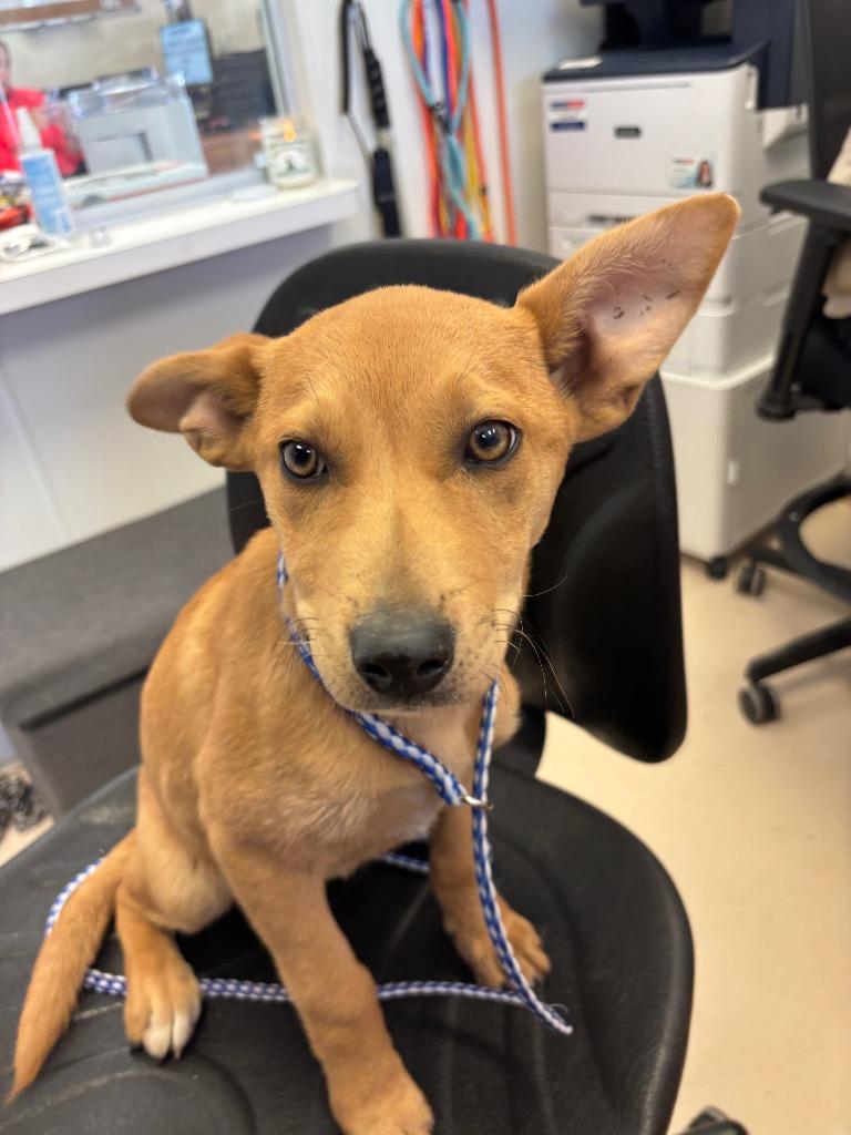 Enlarge BISCUT, a Adopted Carolina Dog in Belton, TX image 1/1