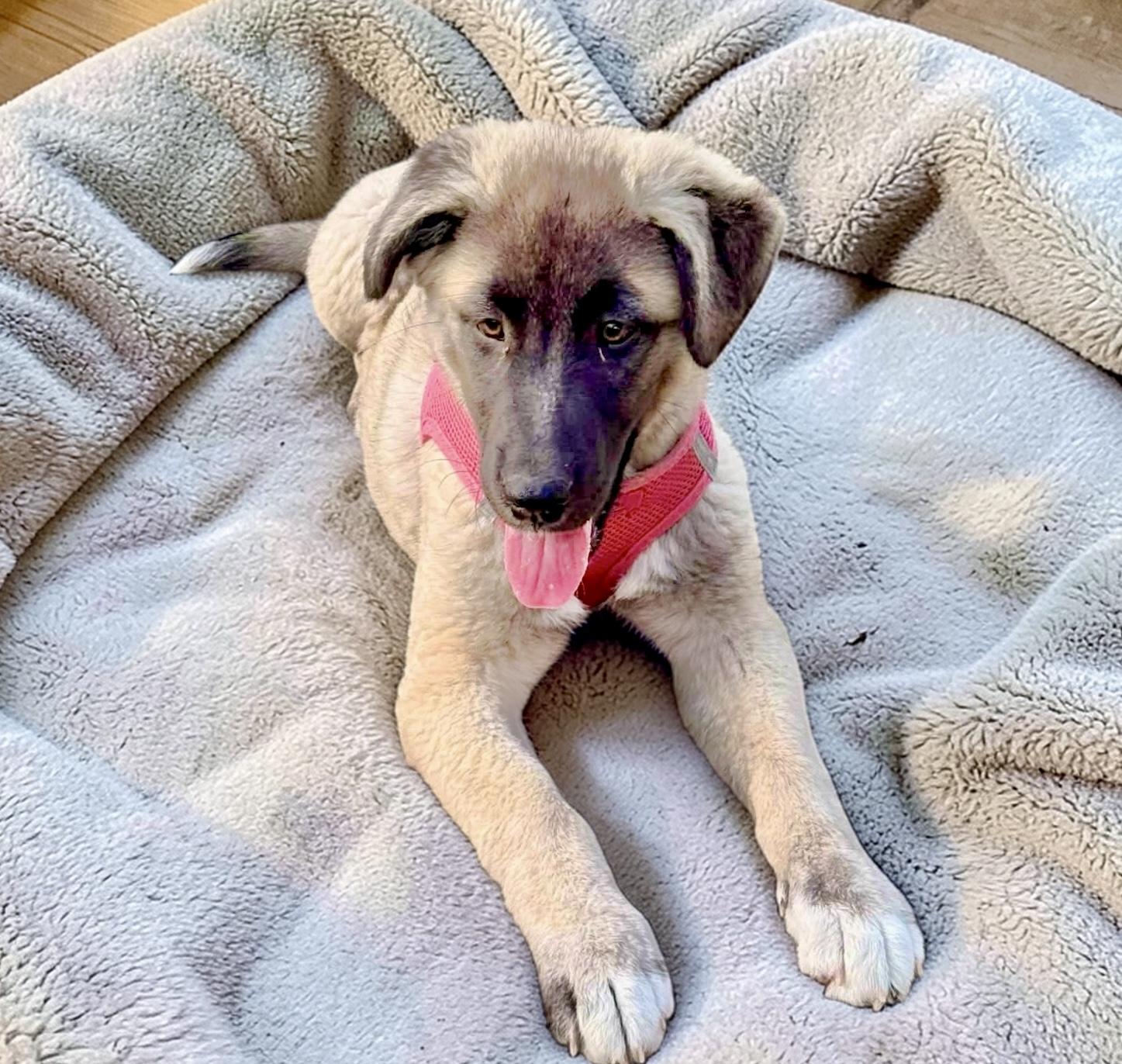 Enlarge Shena, an adopted Anatolian Shepherd in Chester , VA image 5/6