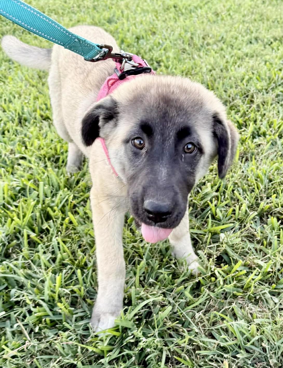 Enlarge Shena, an adopted Anatolian Shepherd in Chester , VA image 4/6