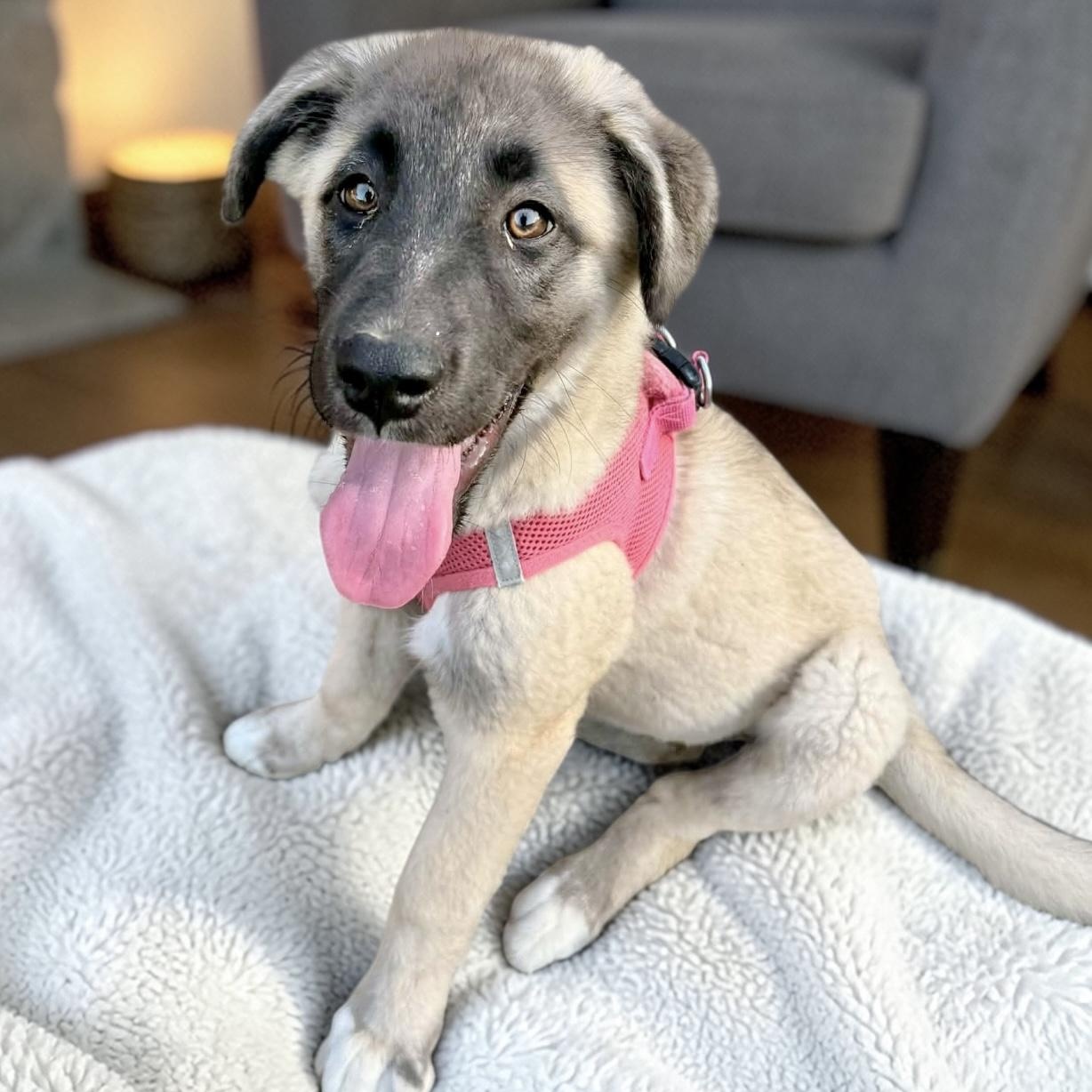 Enlarge Shena, an adopted Anatolian Shepherd in Chester , VA image 1/6