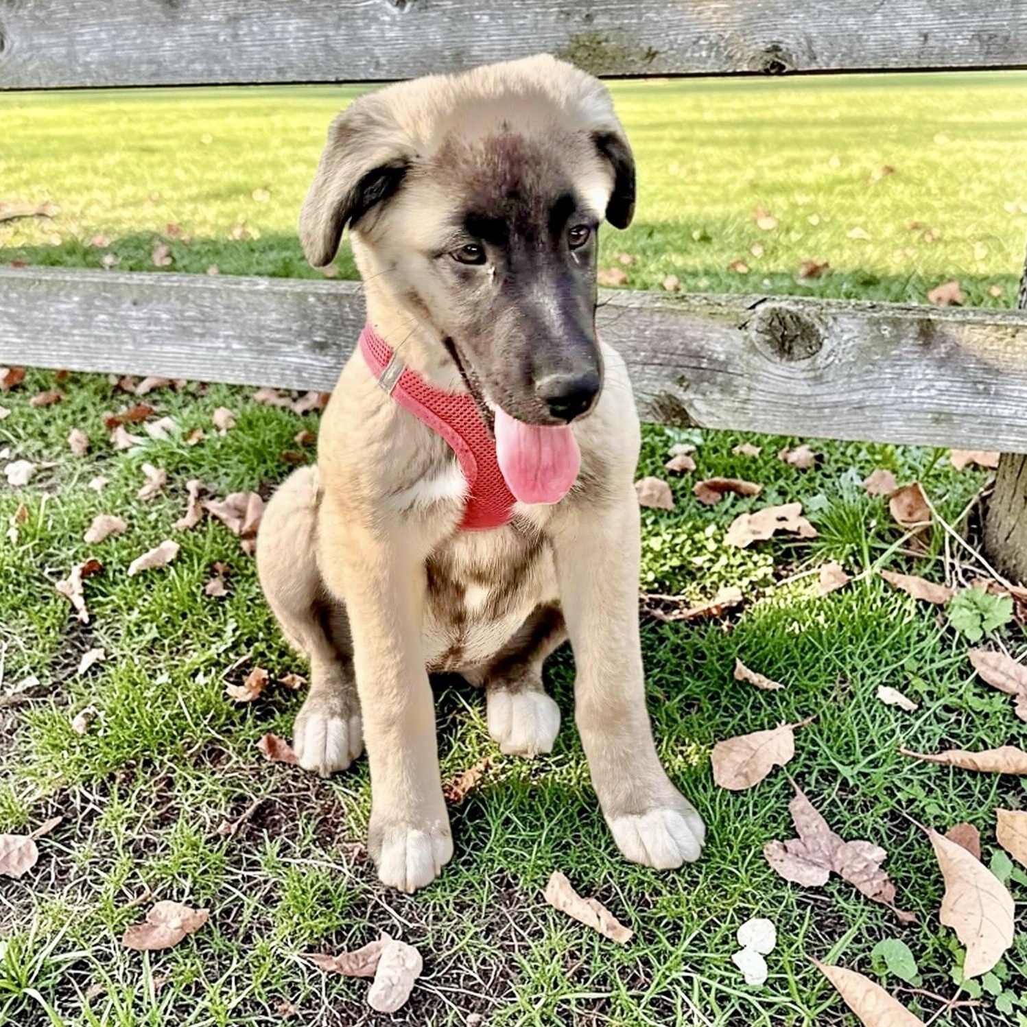 Enlarge Shena, an adopted Anatolian Shepherd in Chester , VA image 2/6