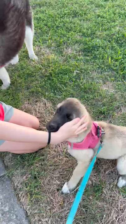 Enlarge Shena, an adopted Anatolian Shepherd in Chester , VA video 3/6