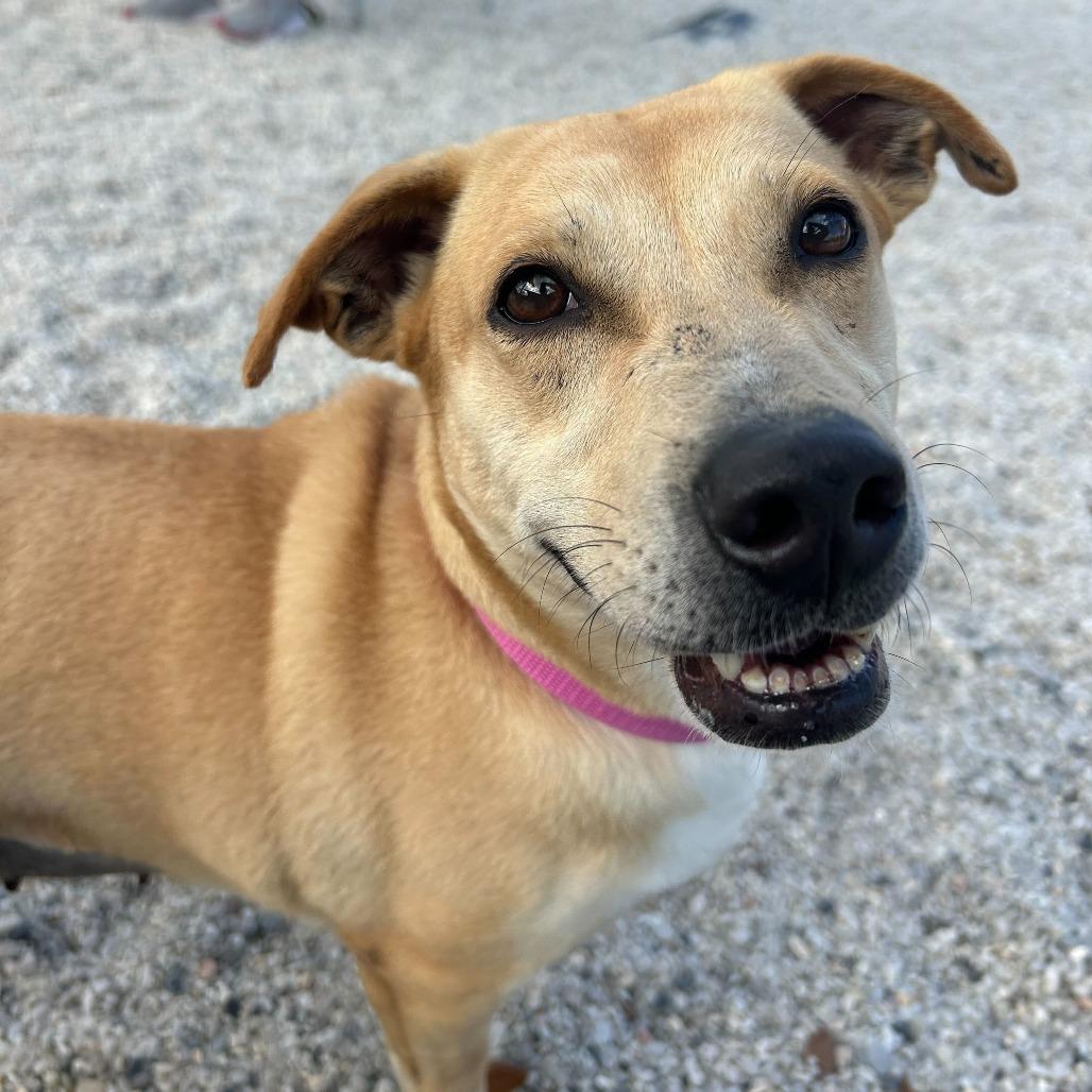 Kate, Adoptable, Adult Female Mixed Breed & Mixed Breed.