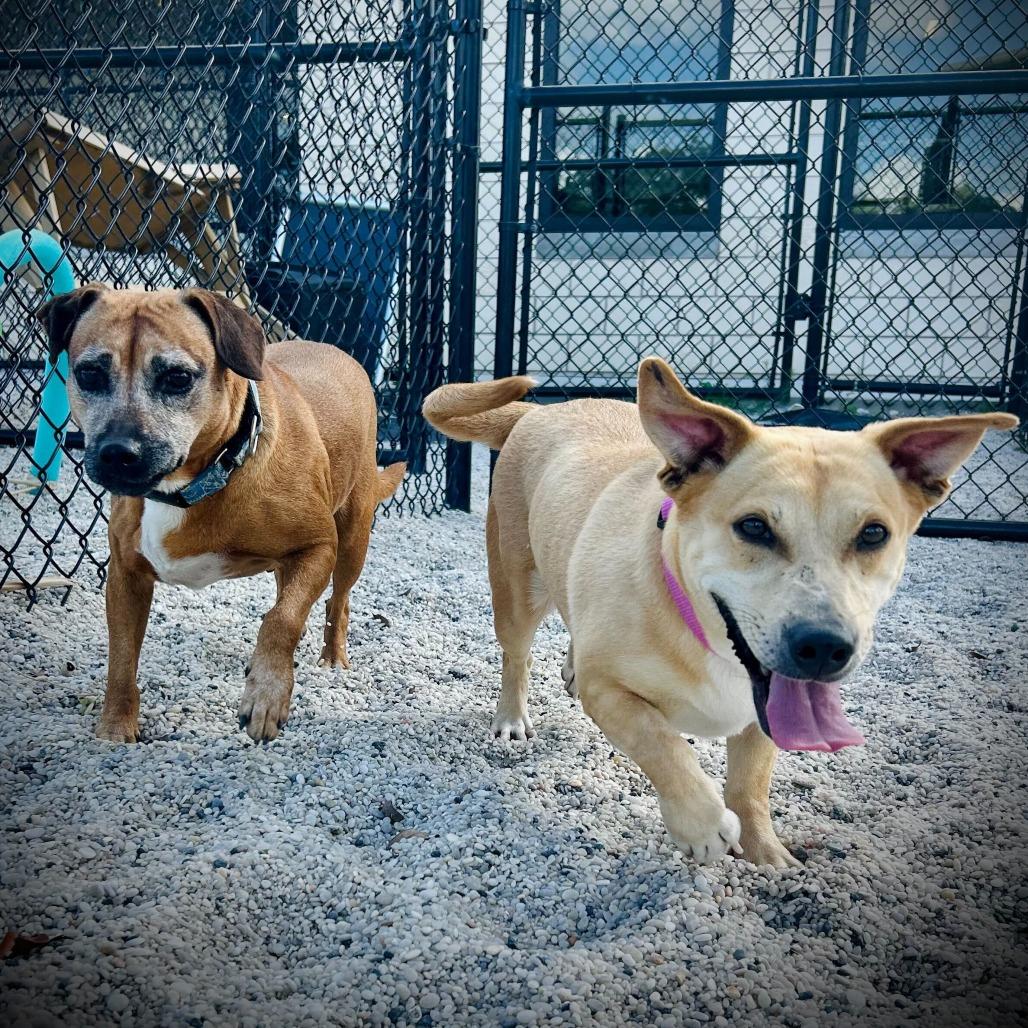 Kate, a Adoptable mixed breed in Englewood, FL image 3/4