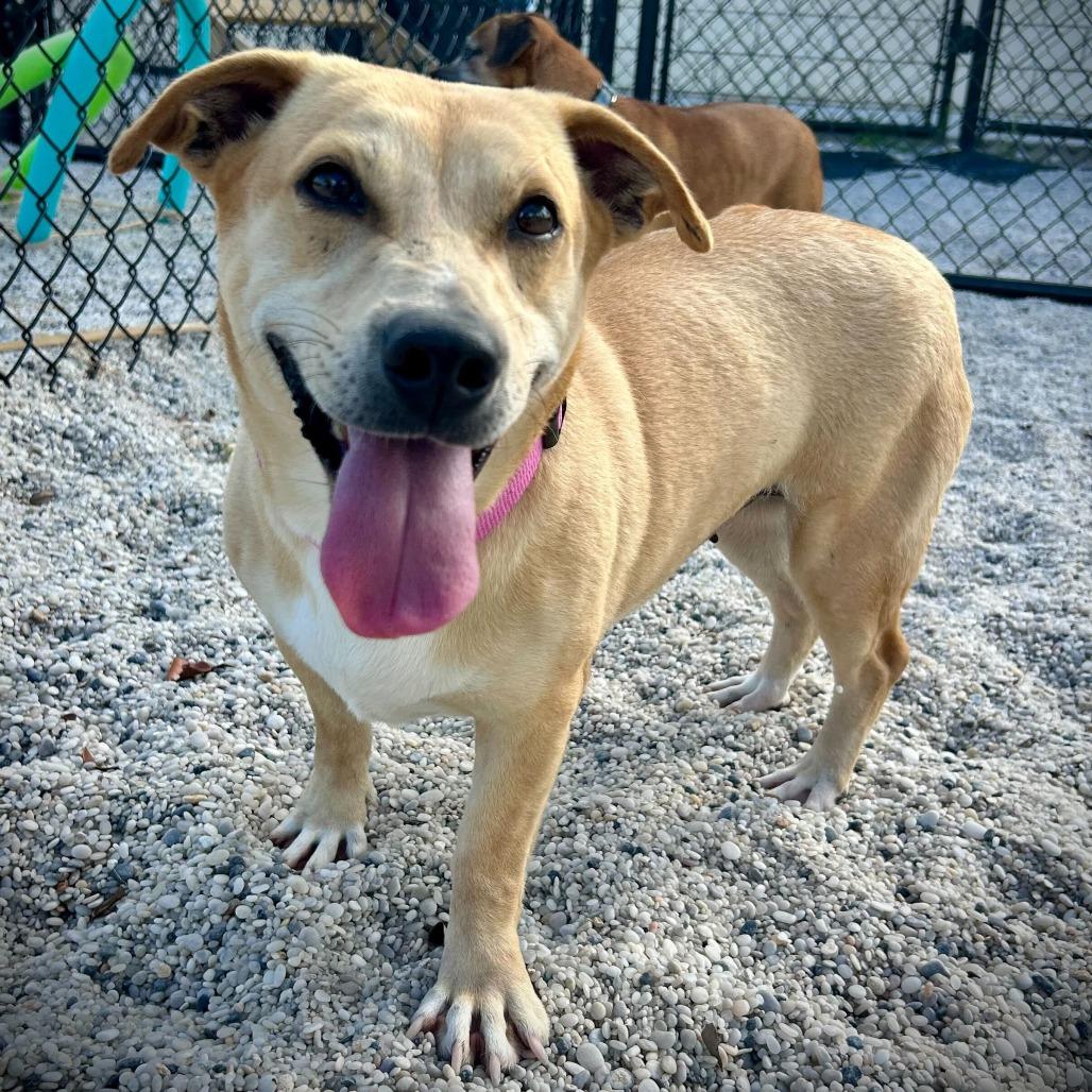 Kate, a Adoptable mixed breed in Englewood, FL image 4/4