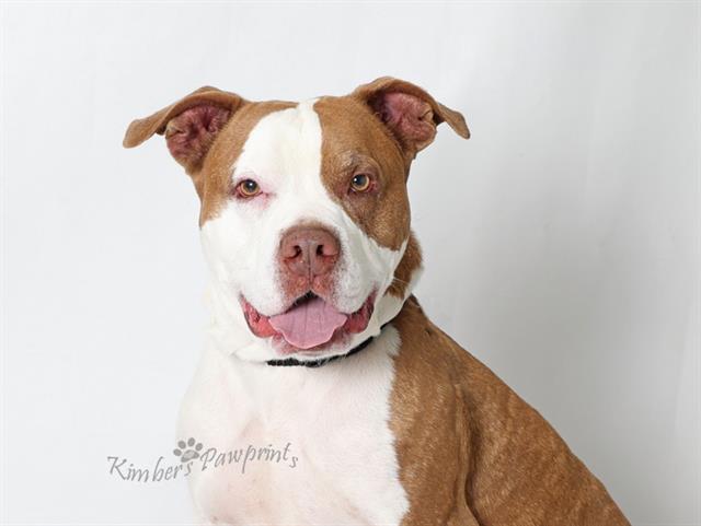 CHIEF, Adoptable, Adult Male Boxer.