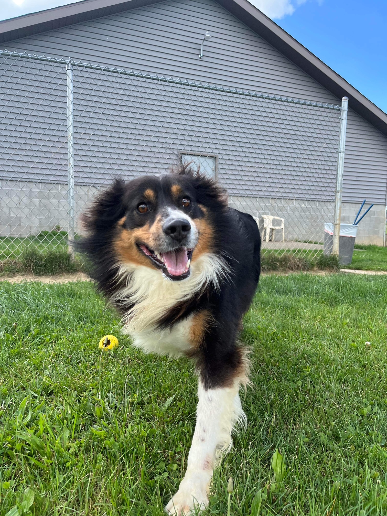 Koda, a Adoptable Australian Shepherd in Seneca, PA image 6/6