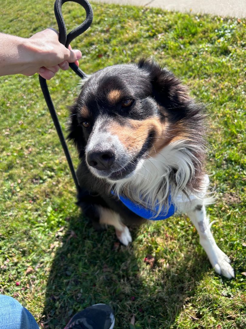 Koda, a Adoptable Australian Shepherd in Seneca, PA image 3/6