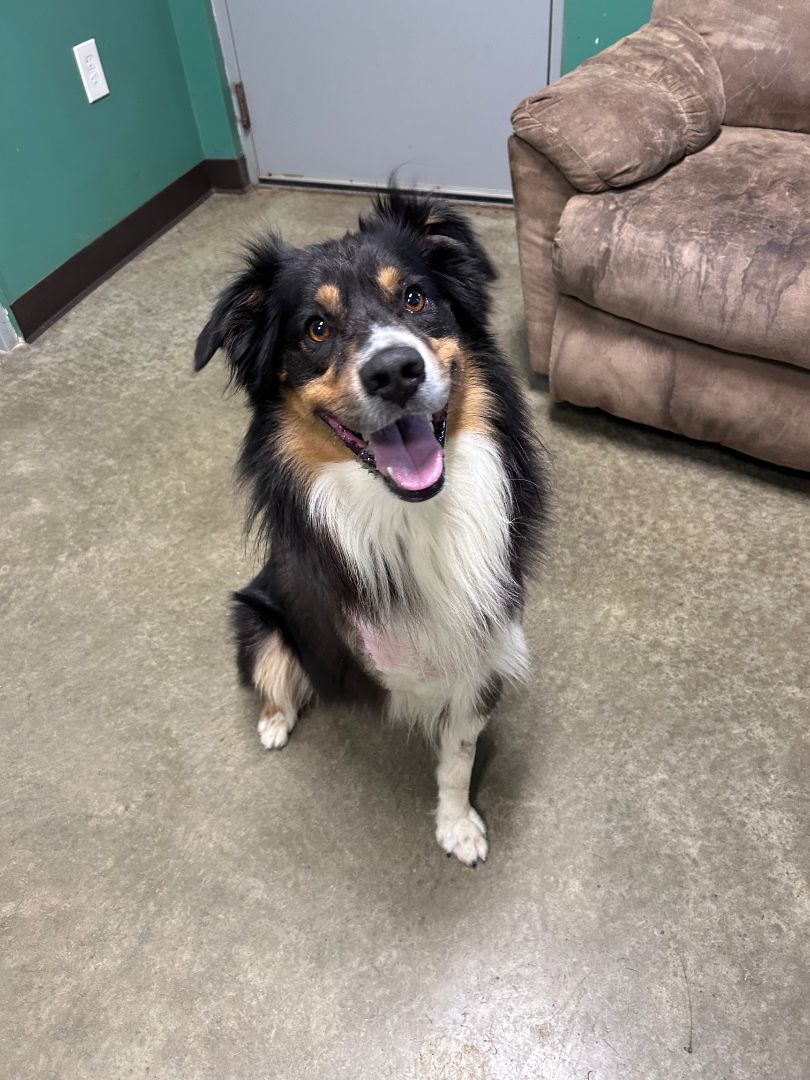 Koda, a Adoptable Australian Shepherd in Seneca, PA image 4/6