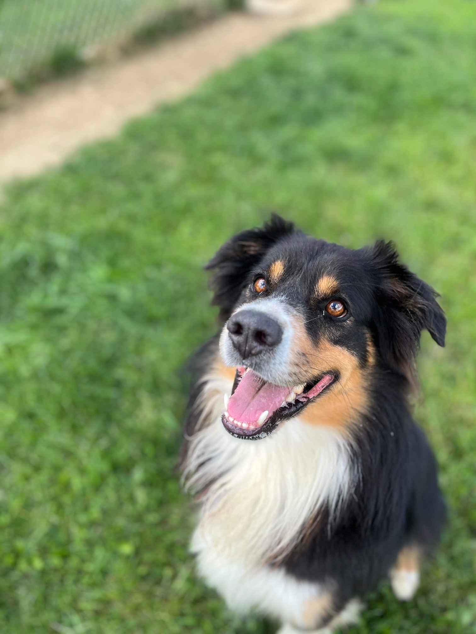 Koda, Adoptable, Adult Male Australian Shepherd.