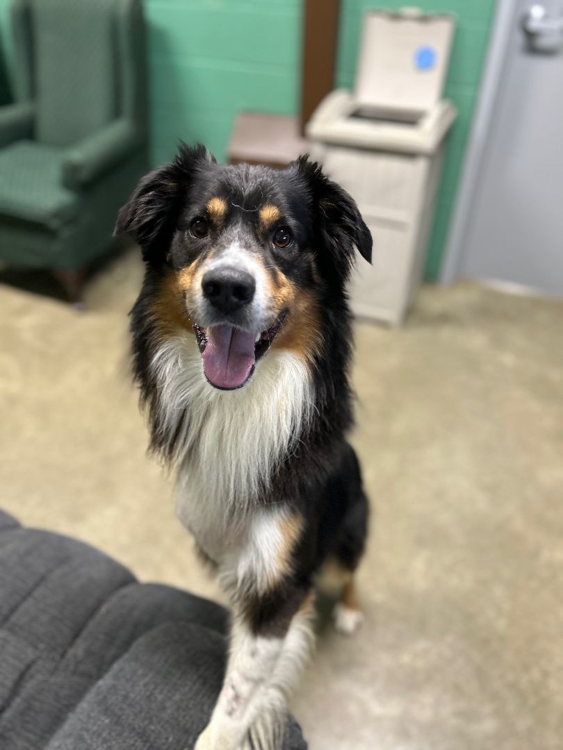 Koda, a Adoptable Australian Shepherd in Seneca, PA image 5/6