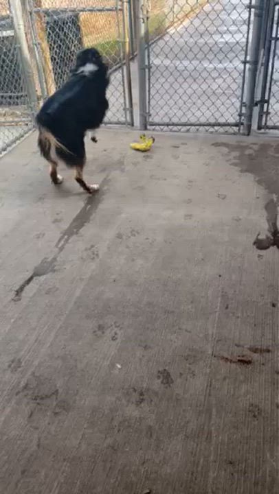 Enlarge Koda, a Adoptable Australian Shepherd in Seneca, PA video 2/6