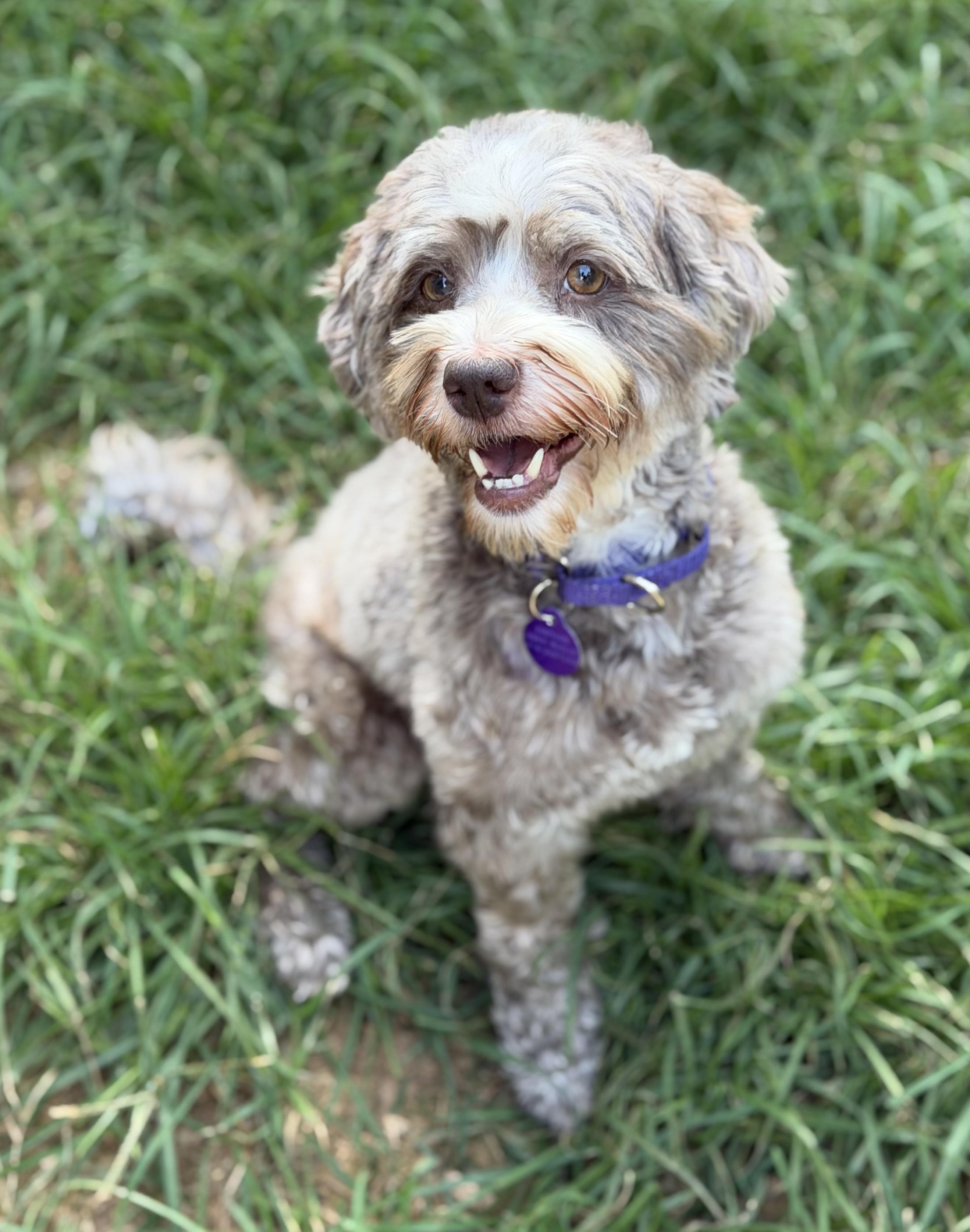 Kahlua, adopted, Young Female Havanese.