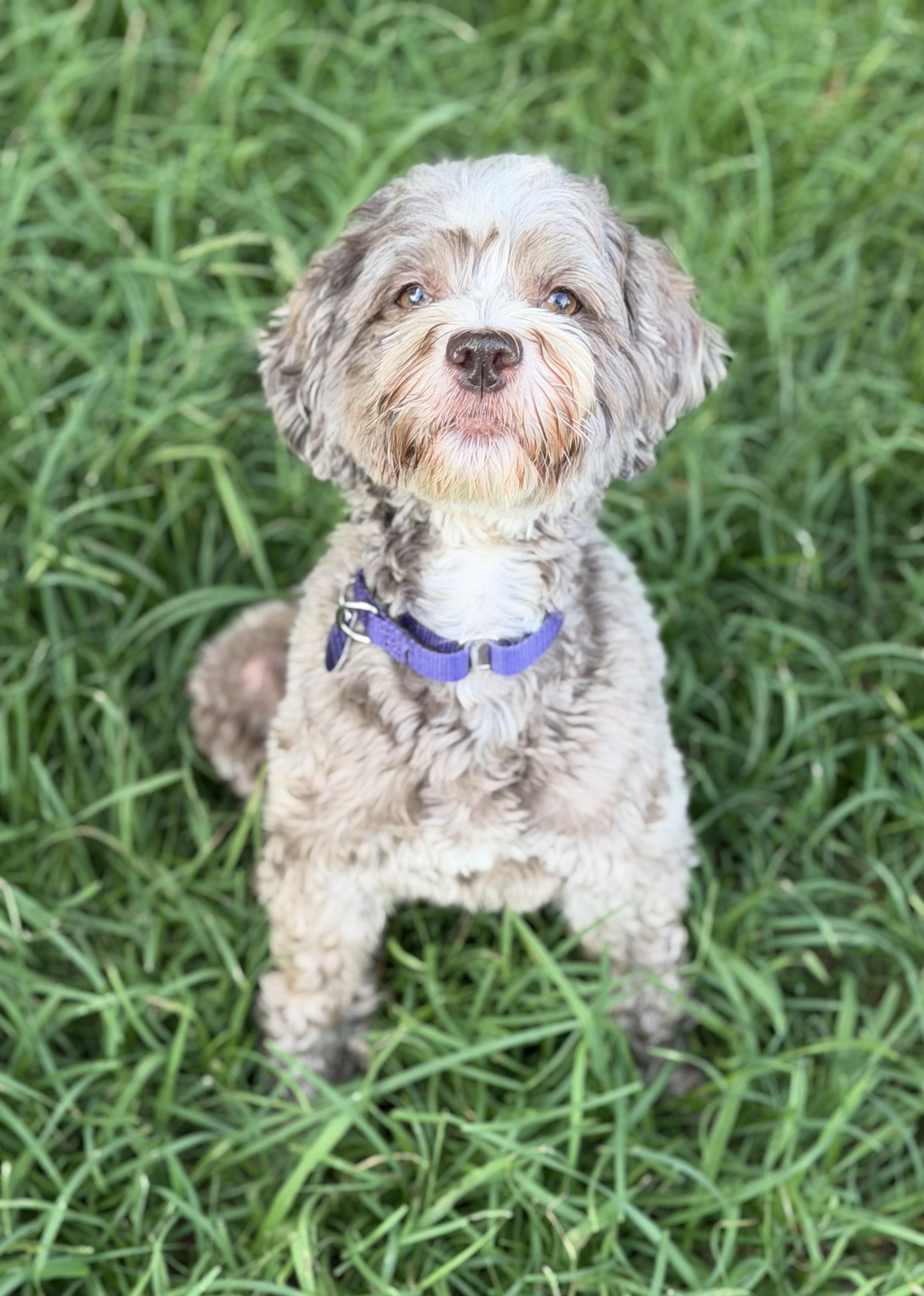 Enlarge Kahlua, an adopted mixed breed in Atlanta, GA image 5/5