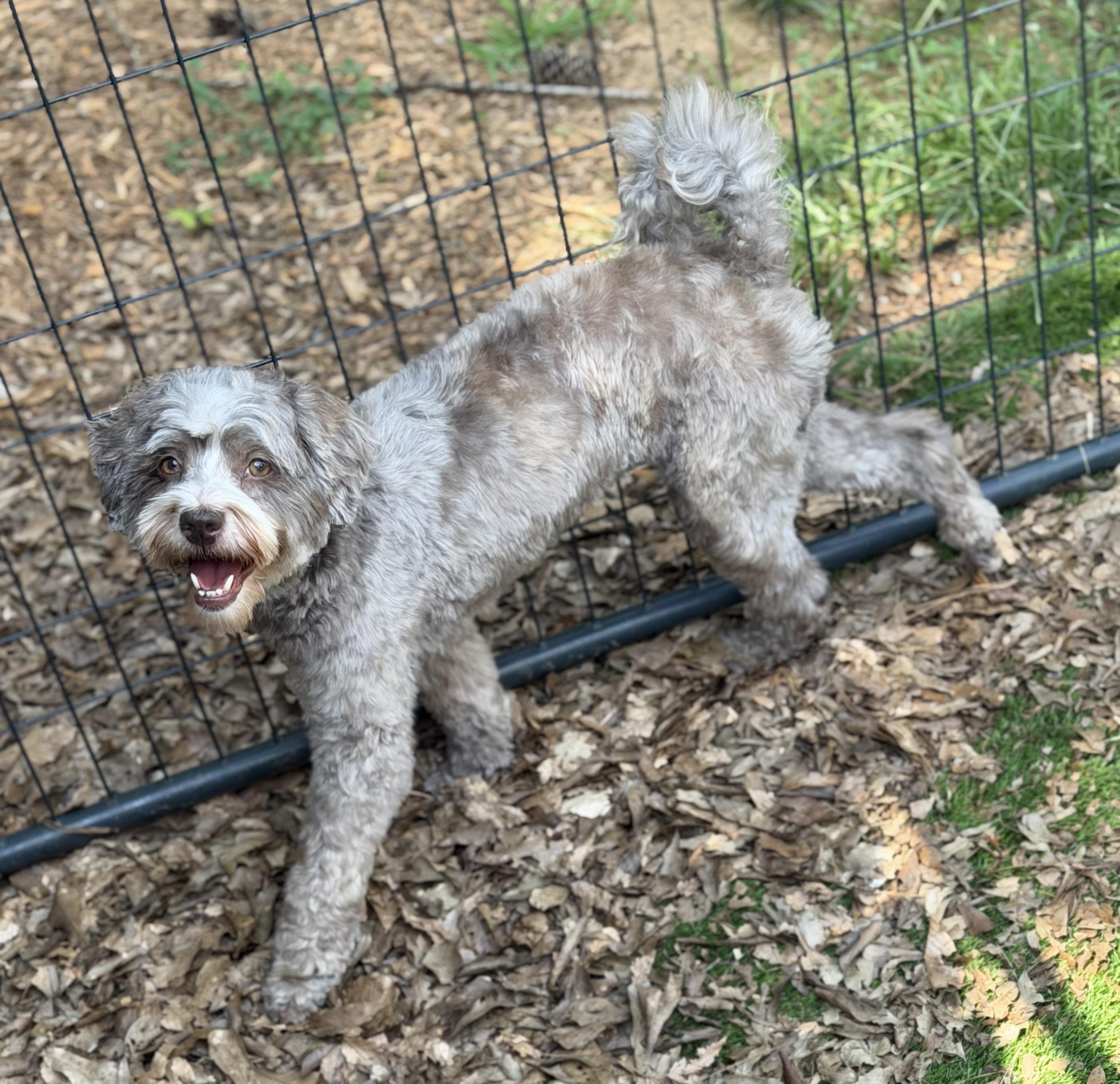 Enlarge Kahlua, an adopted mixed breed in Atlanta, GA image 4/5