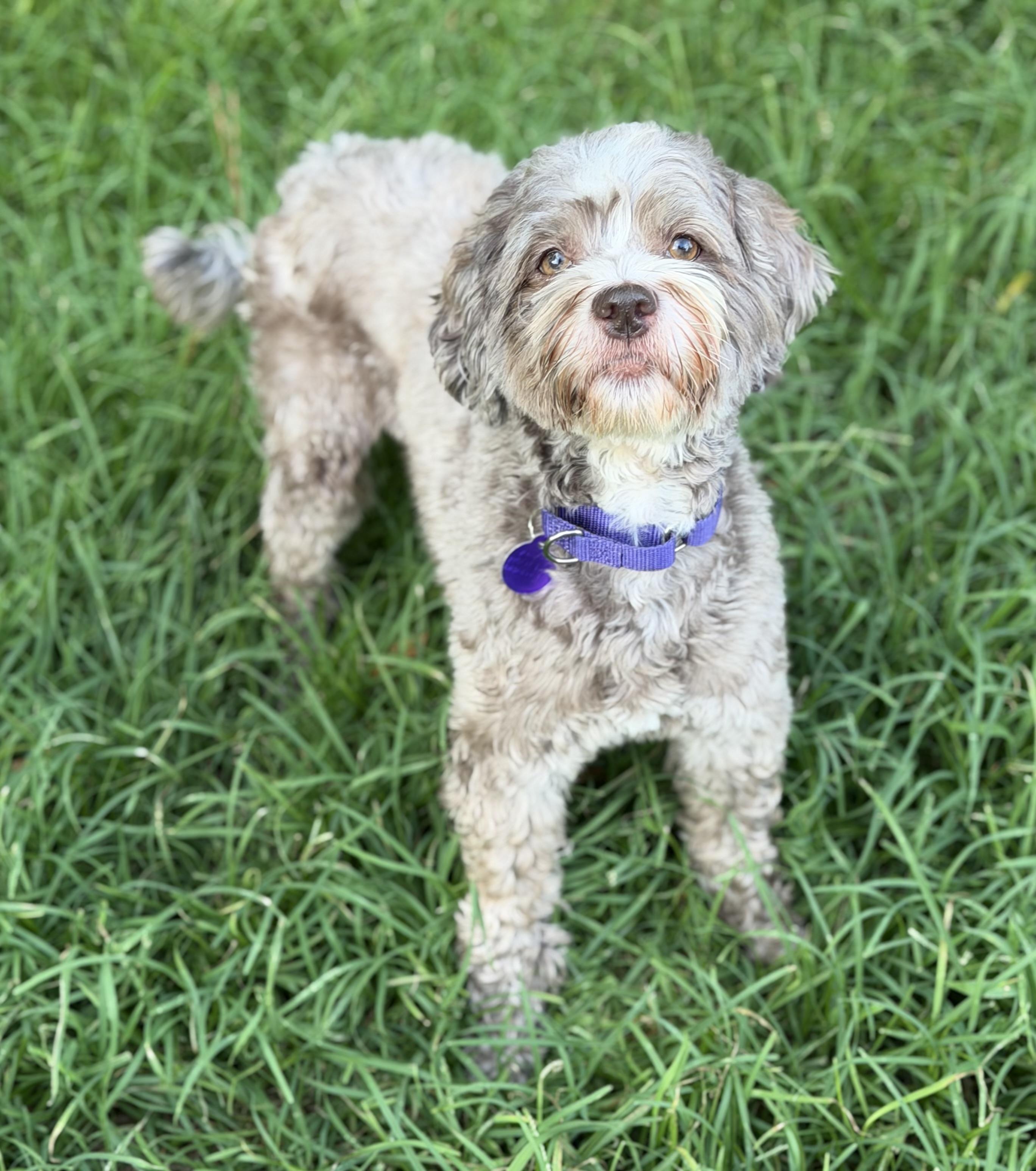 Enlarge Kahlua, an adopted mixed breed in Atlanta, GA image 2/5