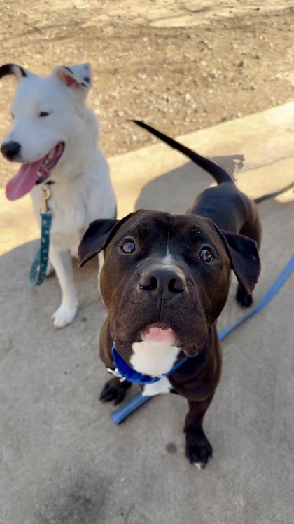 Lil Sebastian — thumbnail 2