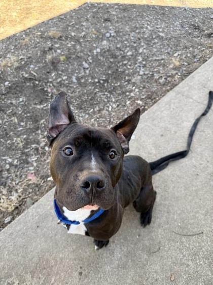 Lil Sebastian — thumbnail 3