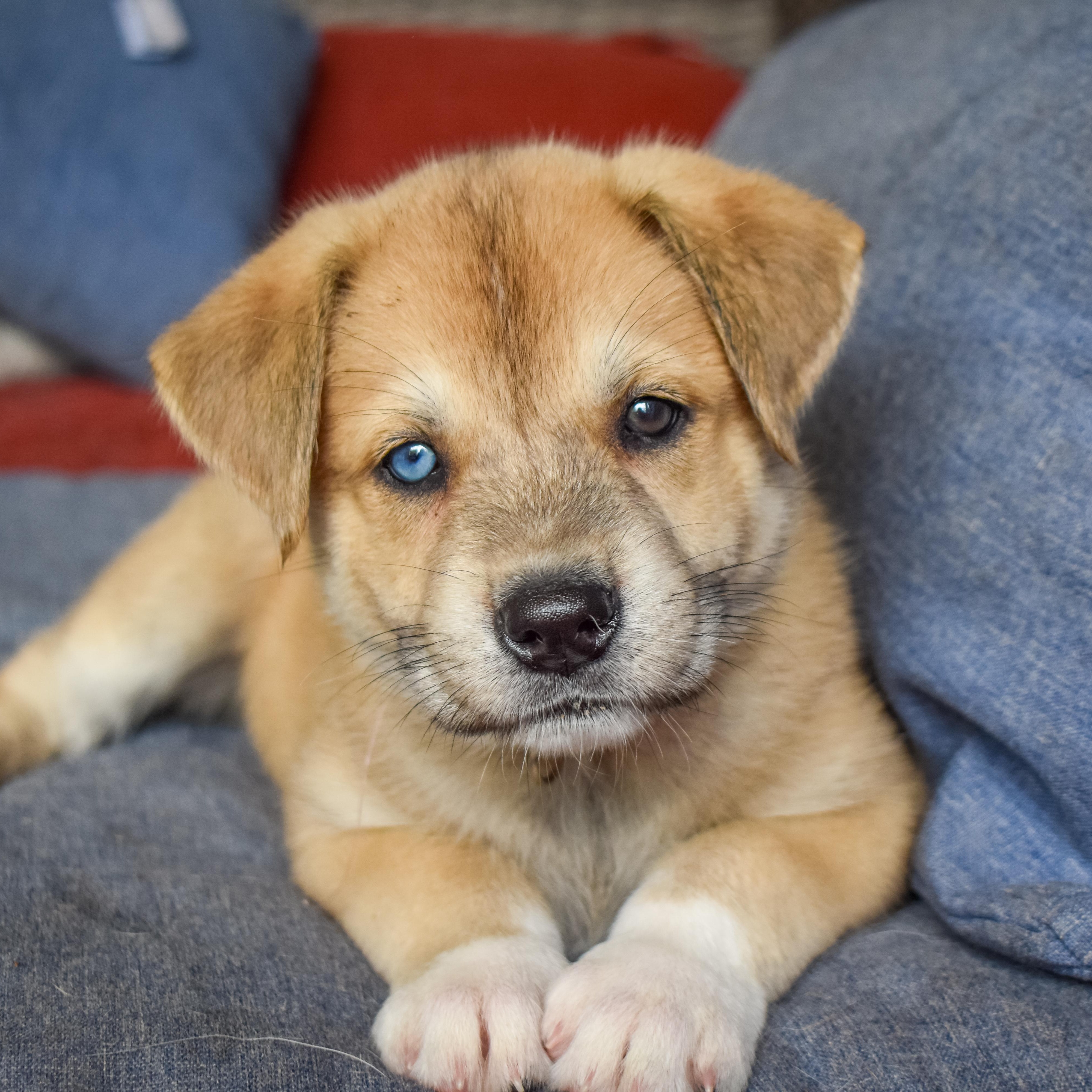 In Mumbai Adoption Dog Pet Shop Near Me With Puppies Dog For