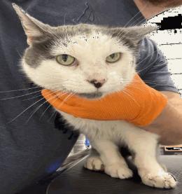 Bernard, Adoptable, Adult Male Domestic Short Hair.