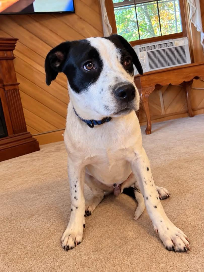 Enlarge Ray, a Adoptable mixed breed in Hico, WV image 2/2