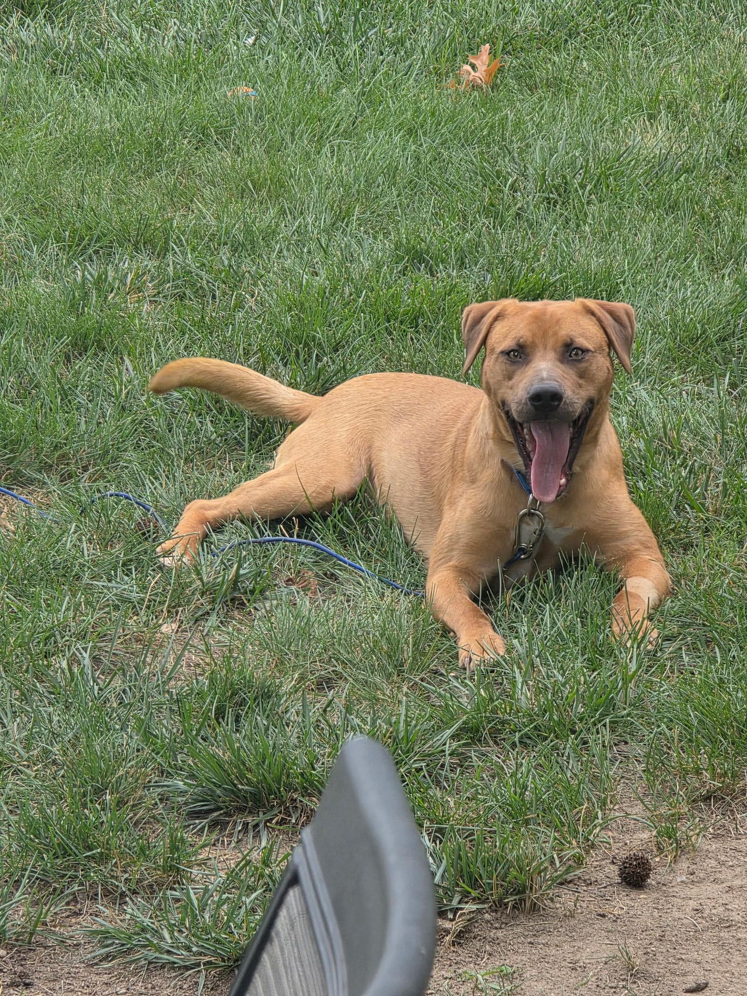 Enlarge Trusty (Waffles), a Adoptable mixed breed in Westminster, MD image 3/6