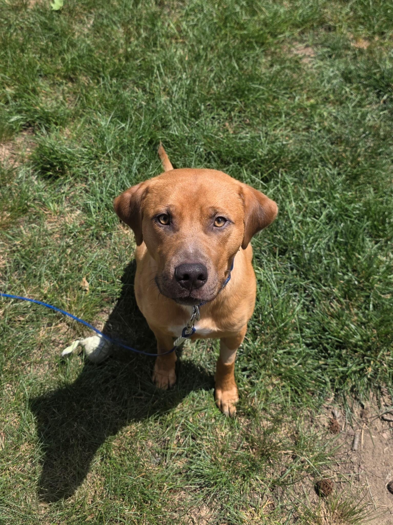 Enlarge Trusty (Waffles), a Adoptable mixed breed in Westminster, MD image 5/6