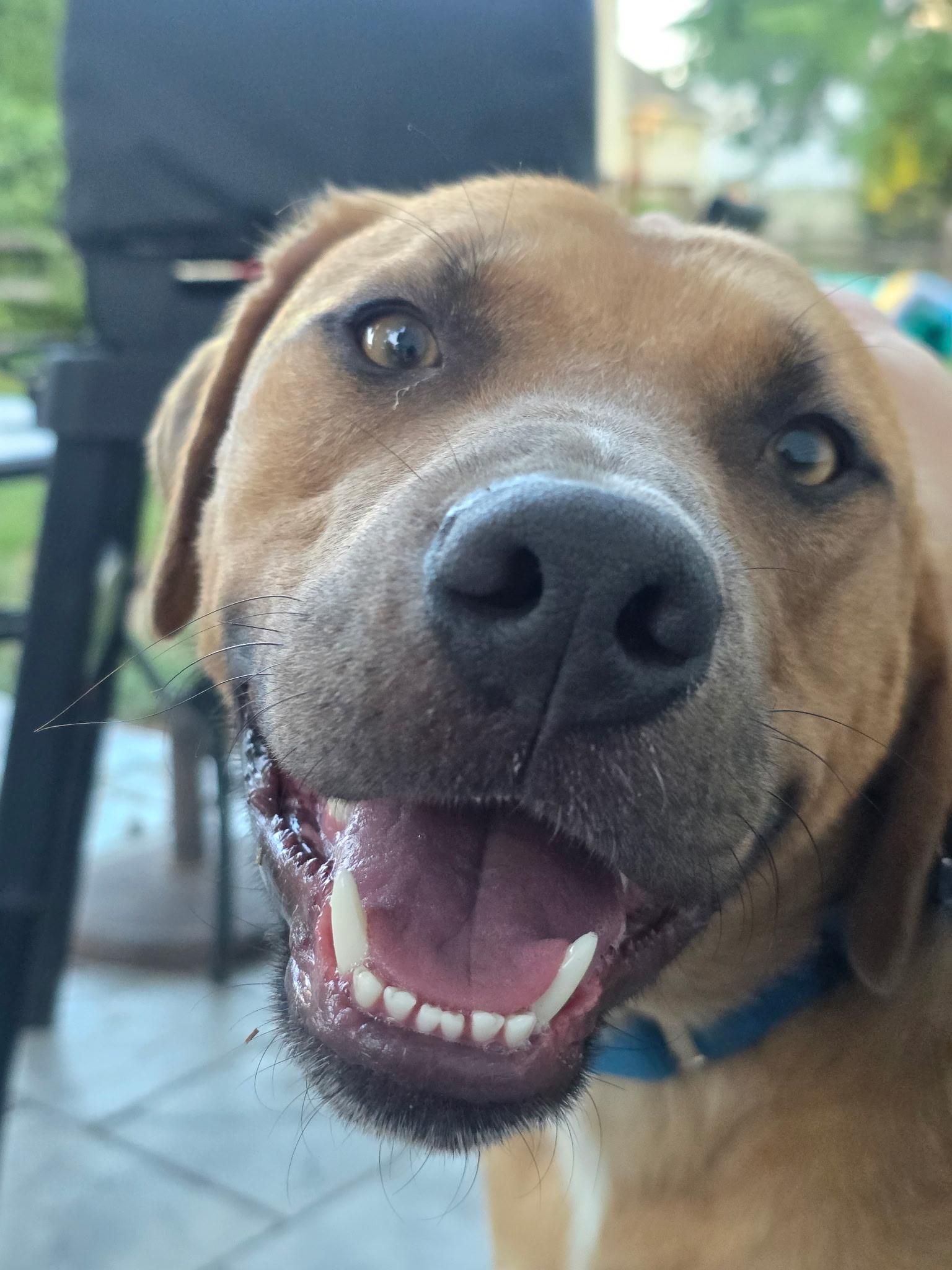 Trusty (Waffles), Adoptable, Young Male Labrador Retriever & Pit Bull Terrier.