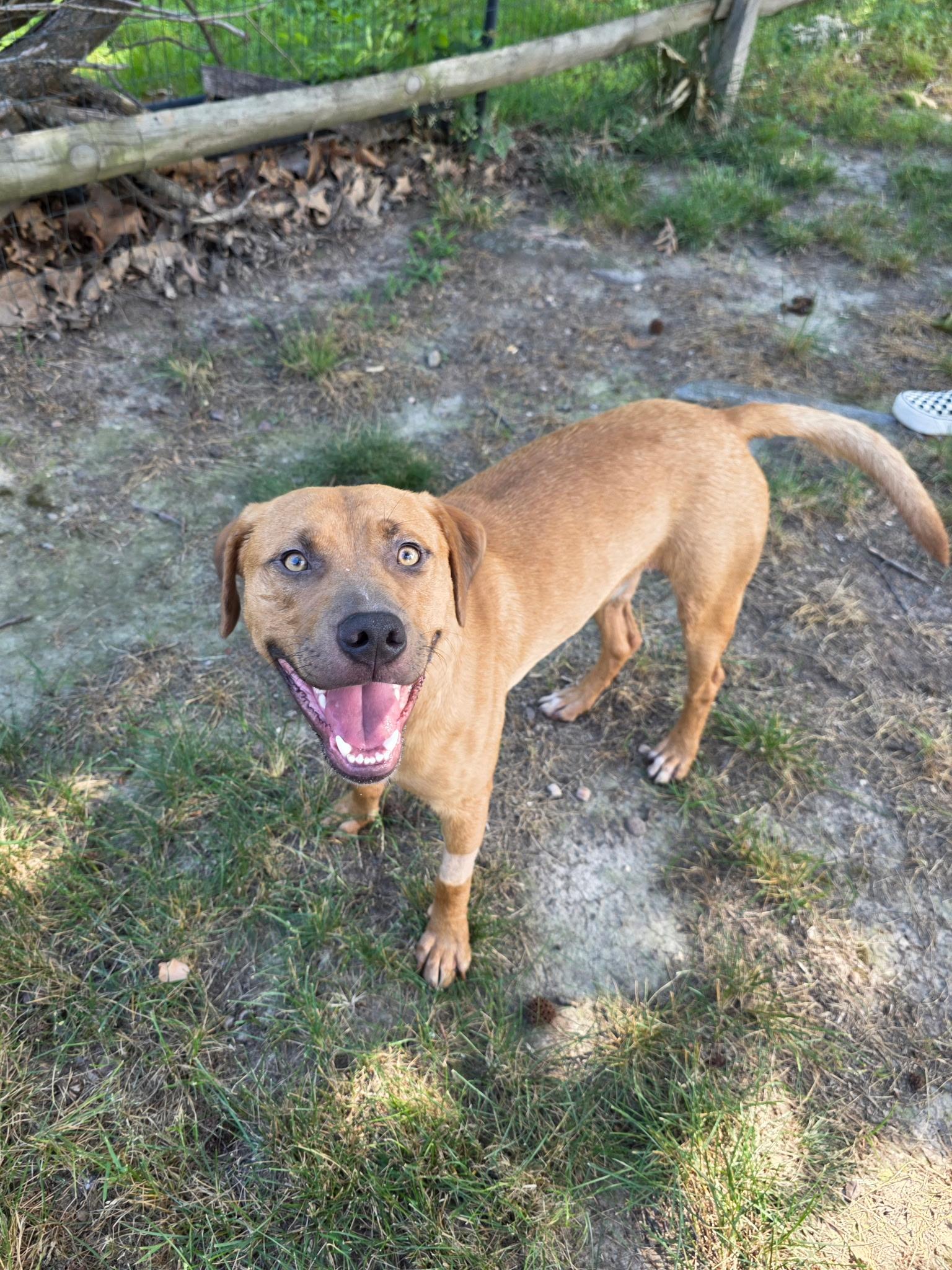 Enlarge Trusty (Waffles), a Adoptable mixed breed in Westminster, MD image 2/6