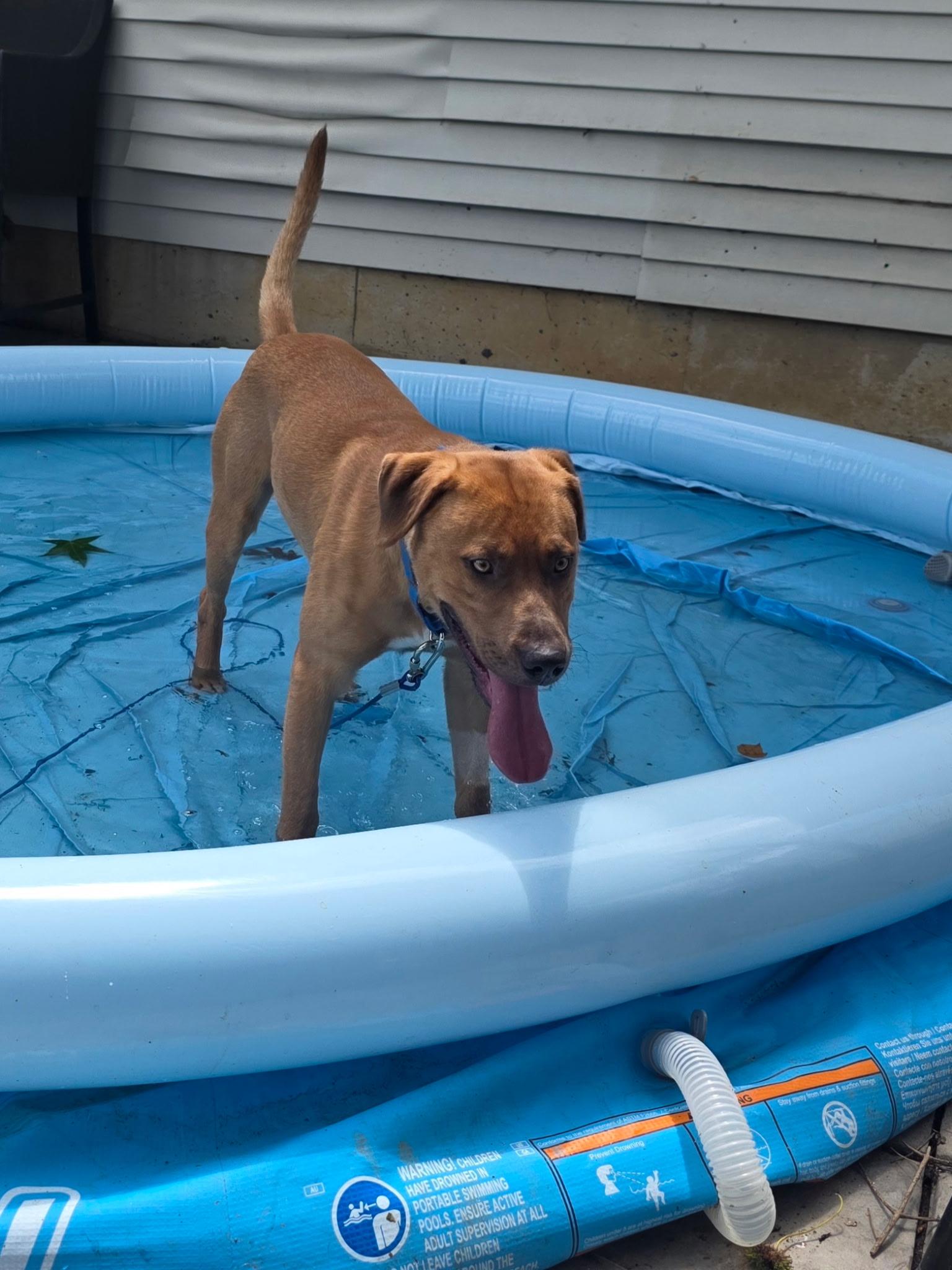 Enlarge Trusty (Waffles), a Adoptable mixed breed in Westminster, MD image 6/6