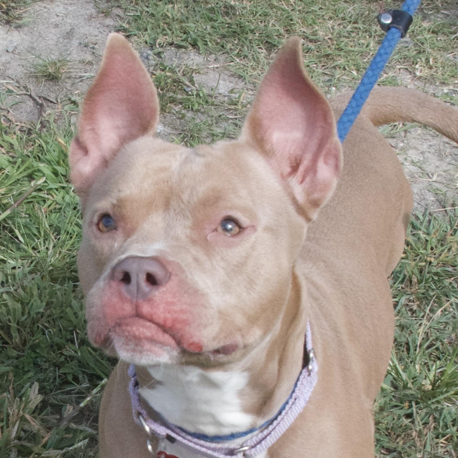 Queen, Adoptable, Young Female Pit Bull Terrier.