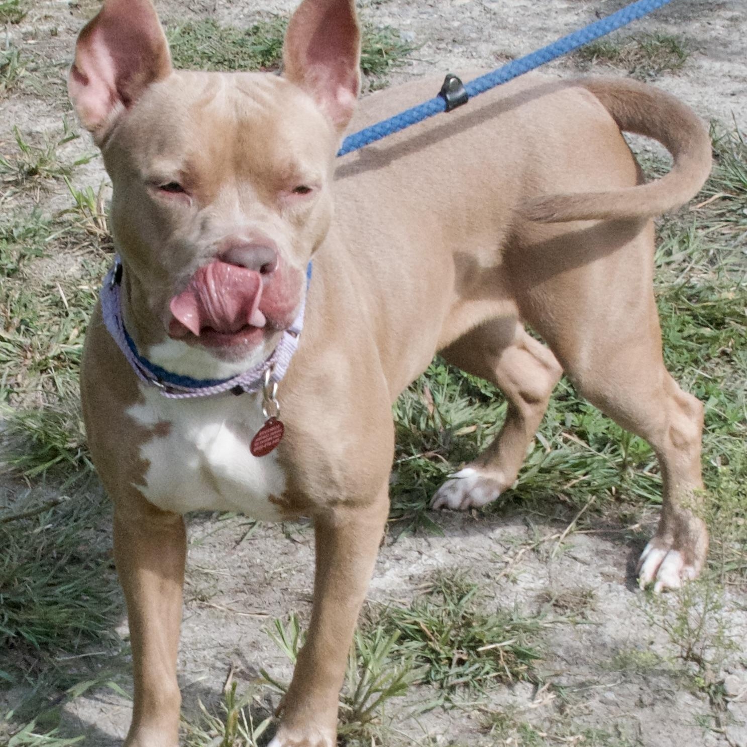 Queen, a Adoptable Pit Bull Terrier in Gloucester, VA image 4/4