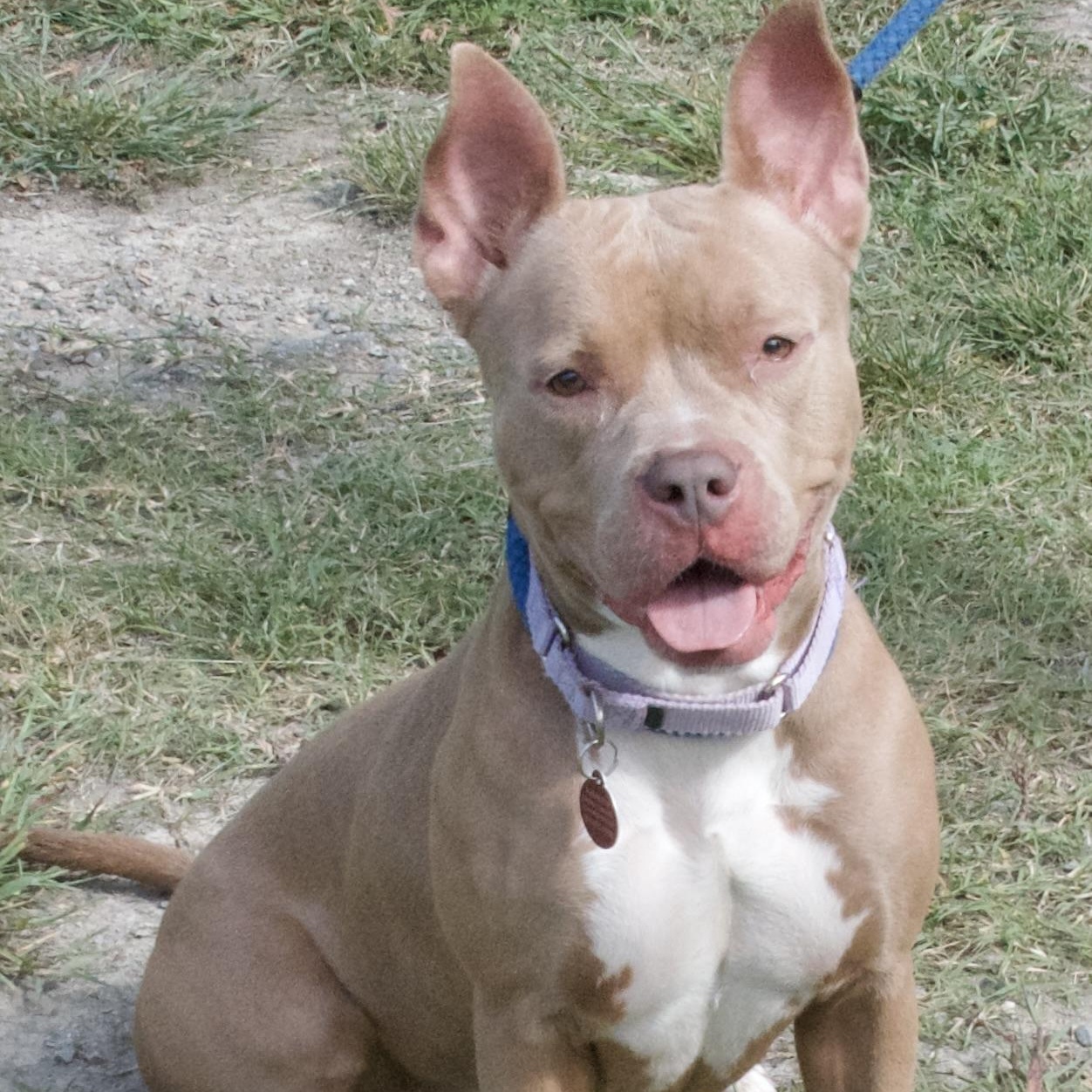 Queen, a Adoptable Pit Bull Terrier in Gloucester, VA image 1/4