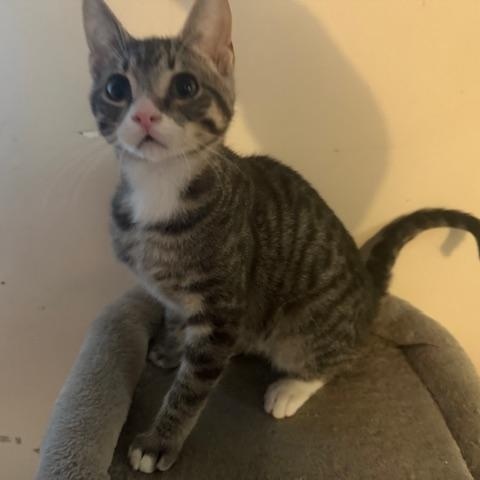 Enlarge Leonardo, an adopted Tabby in BURNABY, BC image 1/1