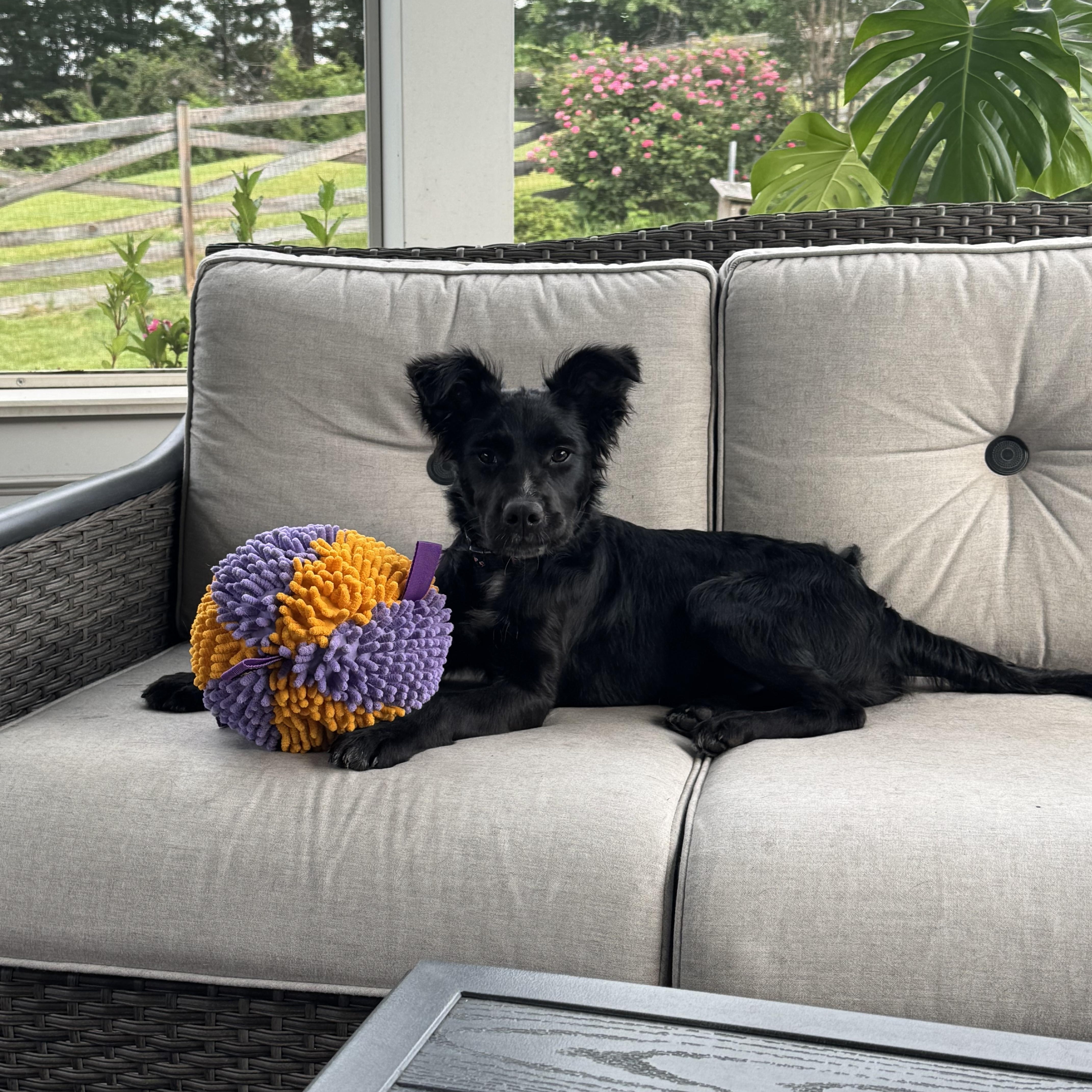 Enlarge Luna, a ADOPTABLE mixed breed in Leesburg, VA image 3/6