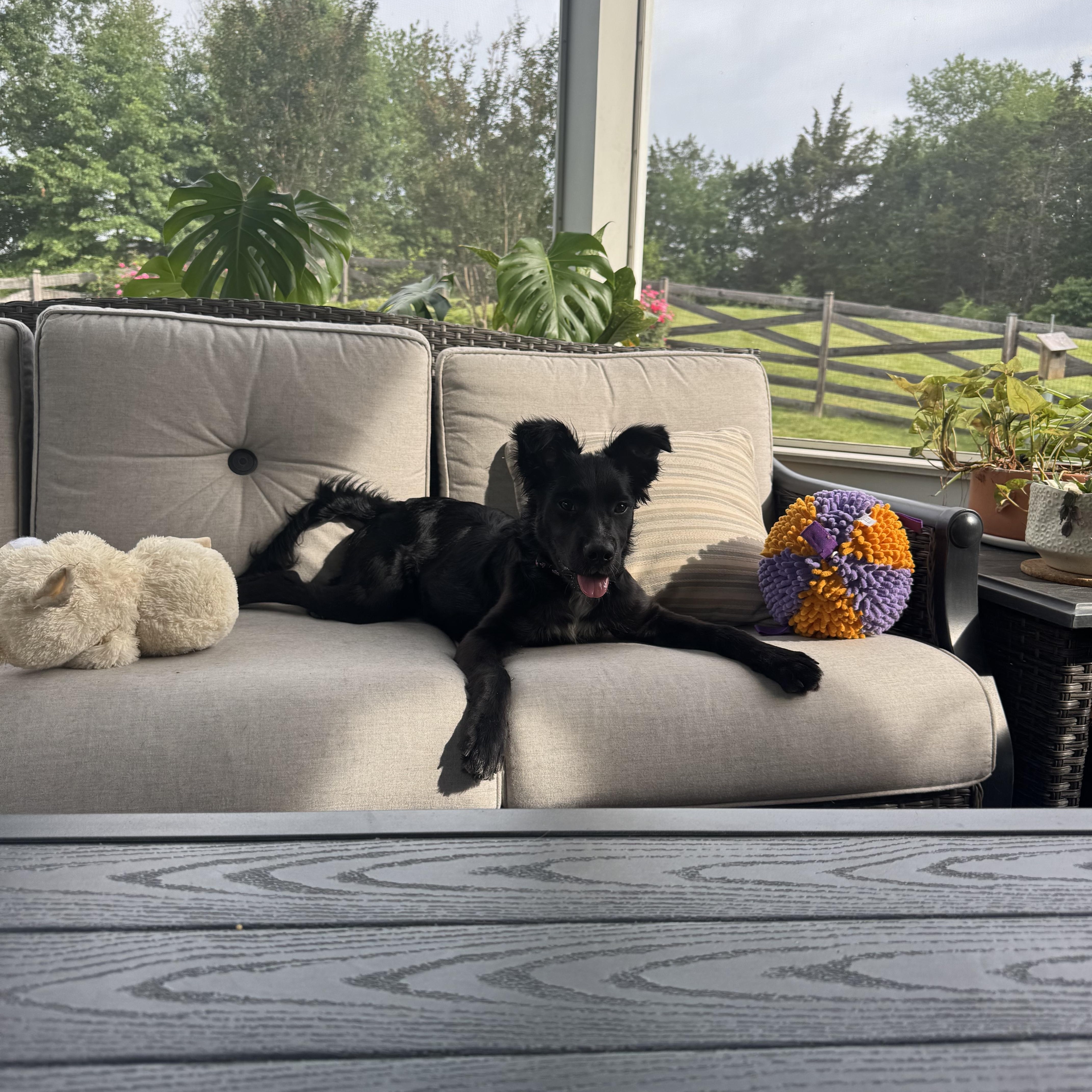 Enlarge Luna, a ADOPTABLE mixed breed in Leesburg, VA image 2/6