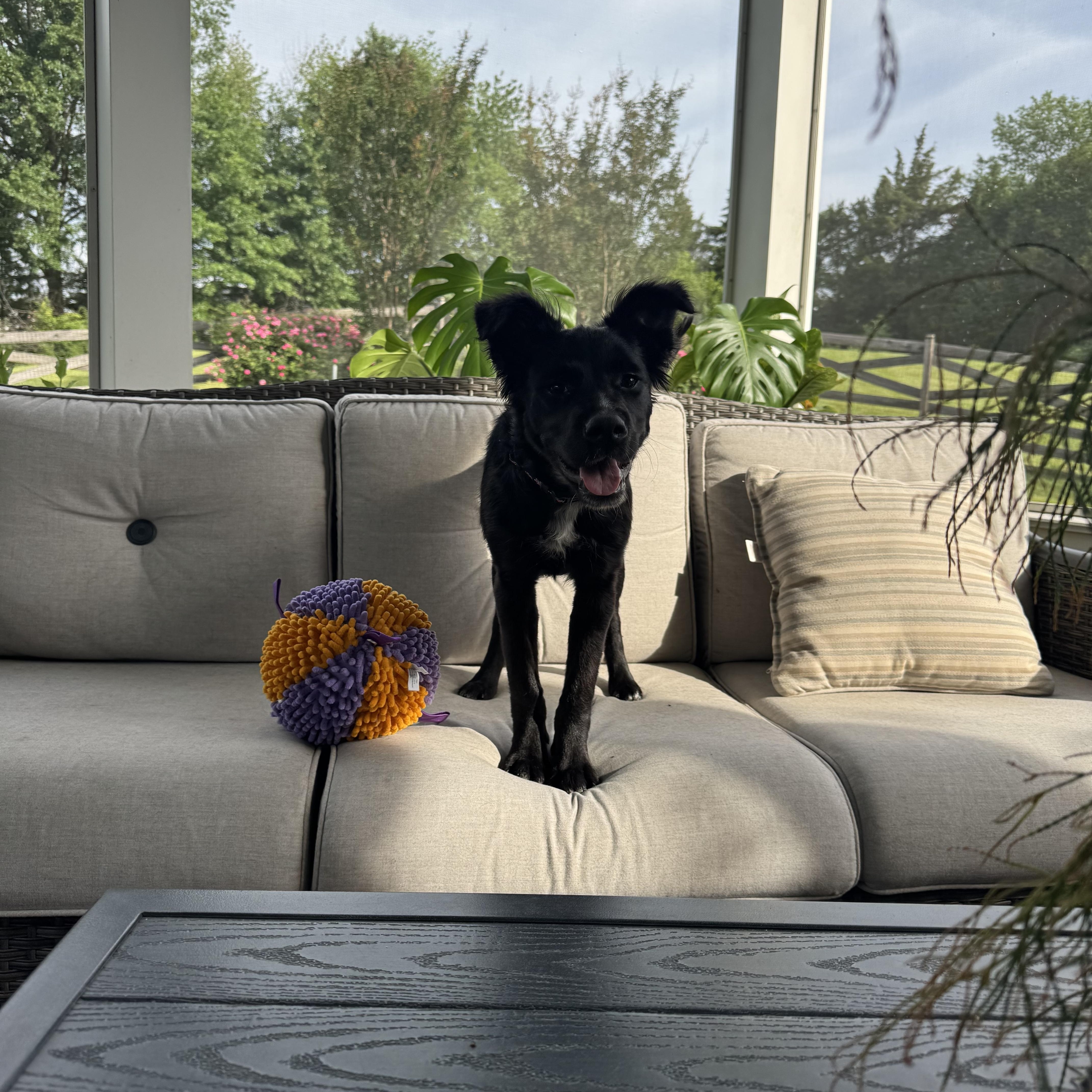 Enlarge Luna, a ADOPTABLE mixed breed in Leesburg, VA image 5/6