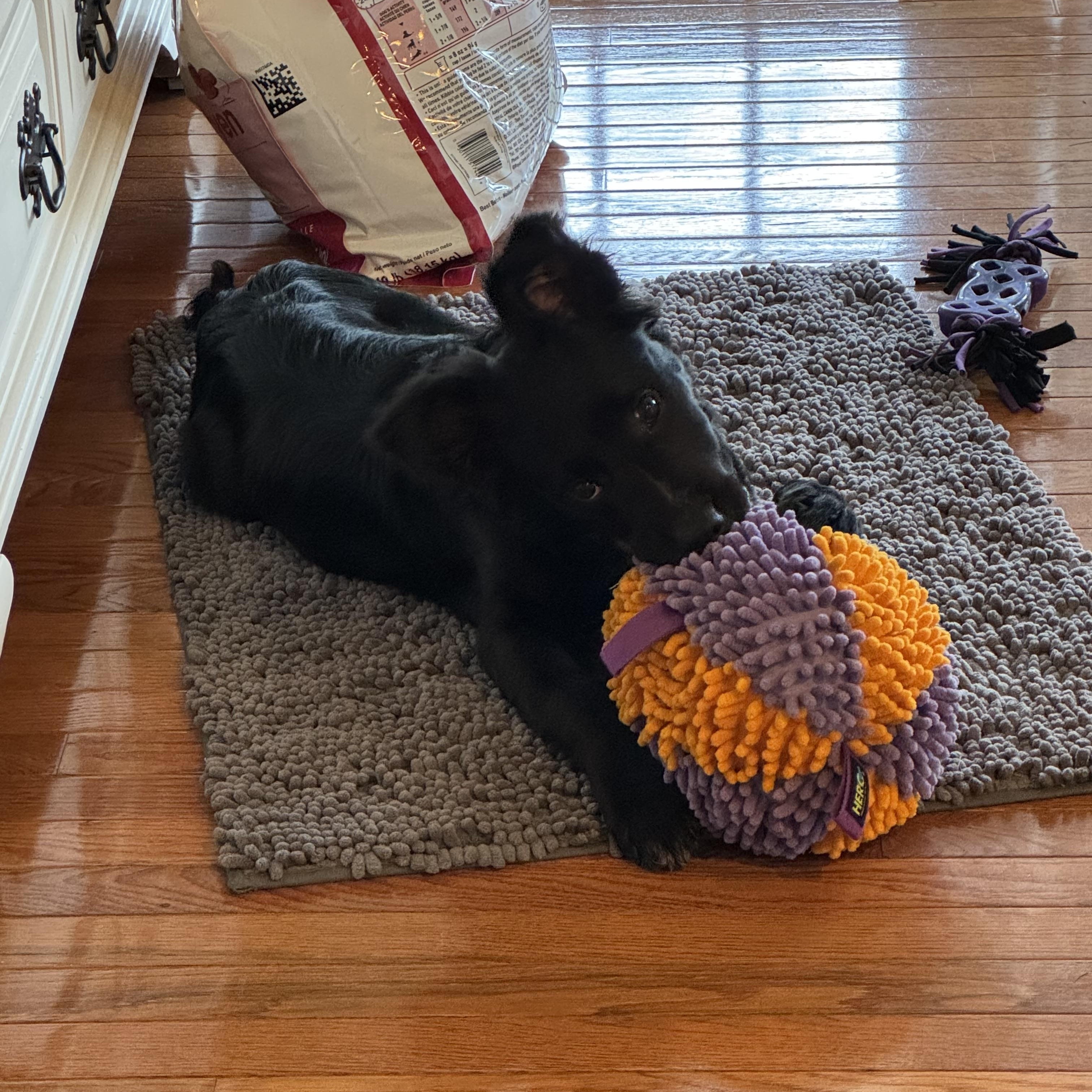 Enlarge Luna, a ADOPTABLE mixed breed in Leesburg, VA image 6/6