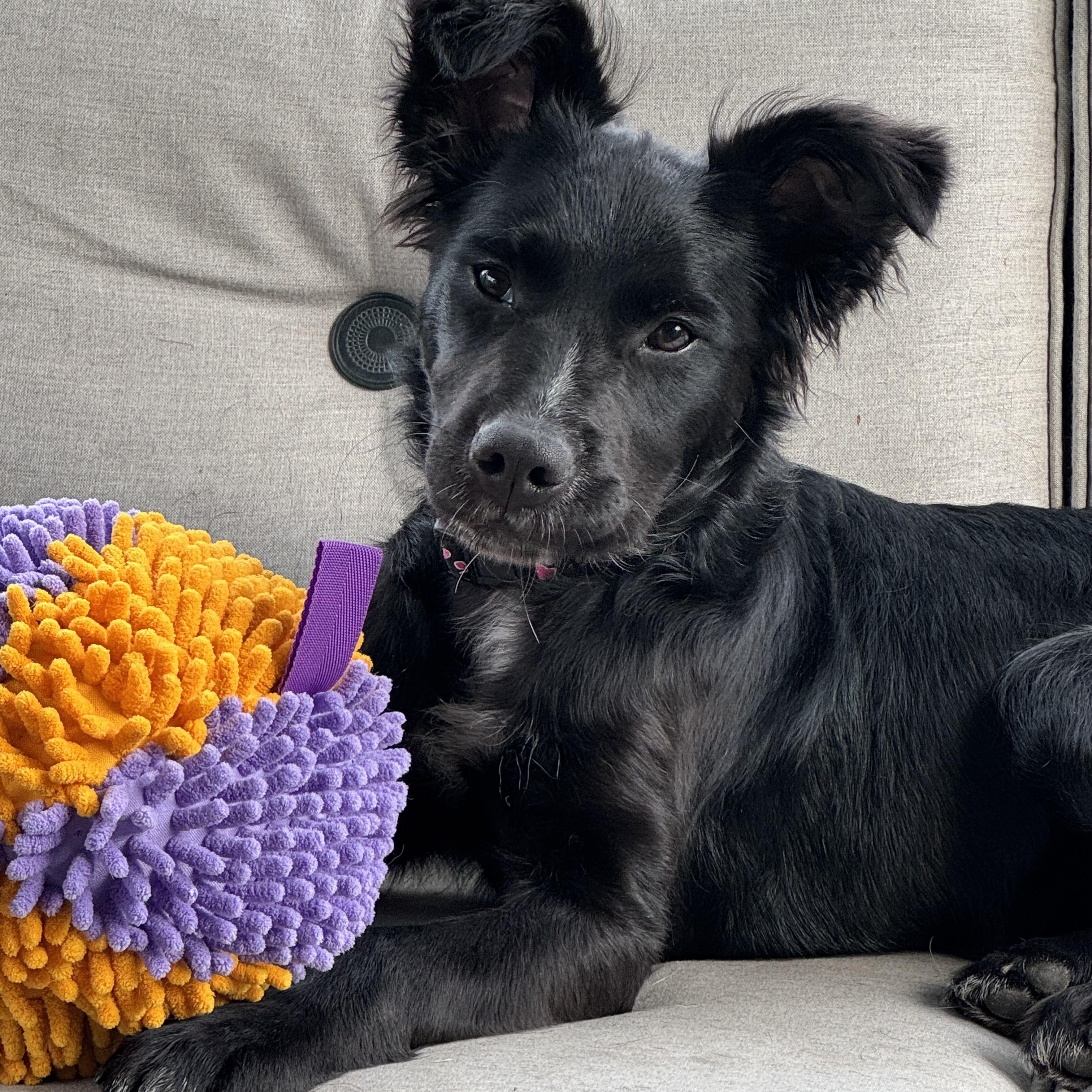 Enlarge Luna, a ADOPTABLE mixed breed in Leesburg, VA image 4/6
