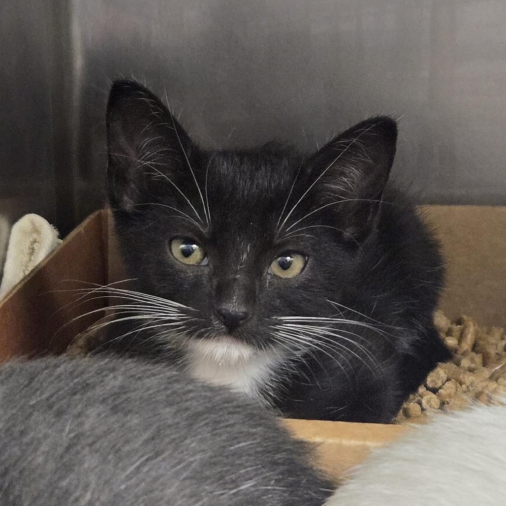Enlarge Haji, a Adoptable Domestic Short Hair in Nashville, TN image 1/1
