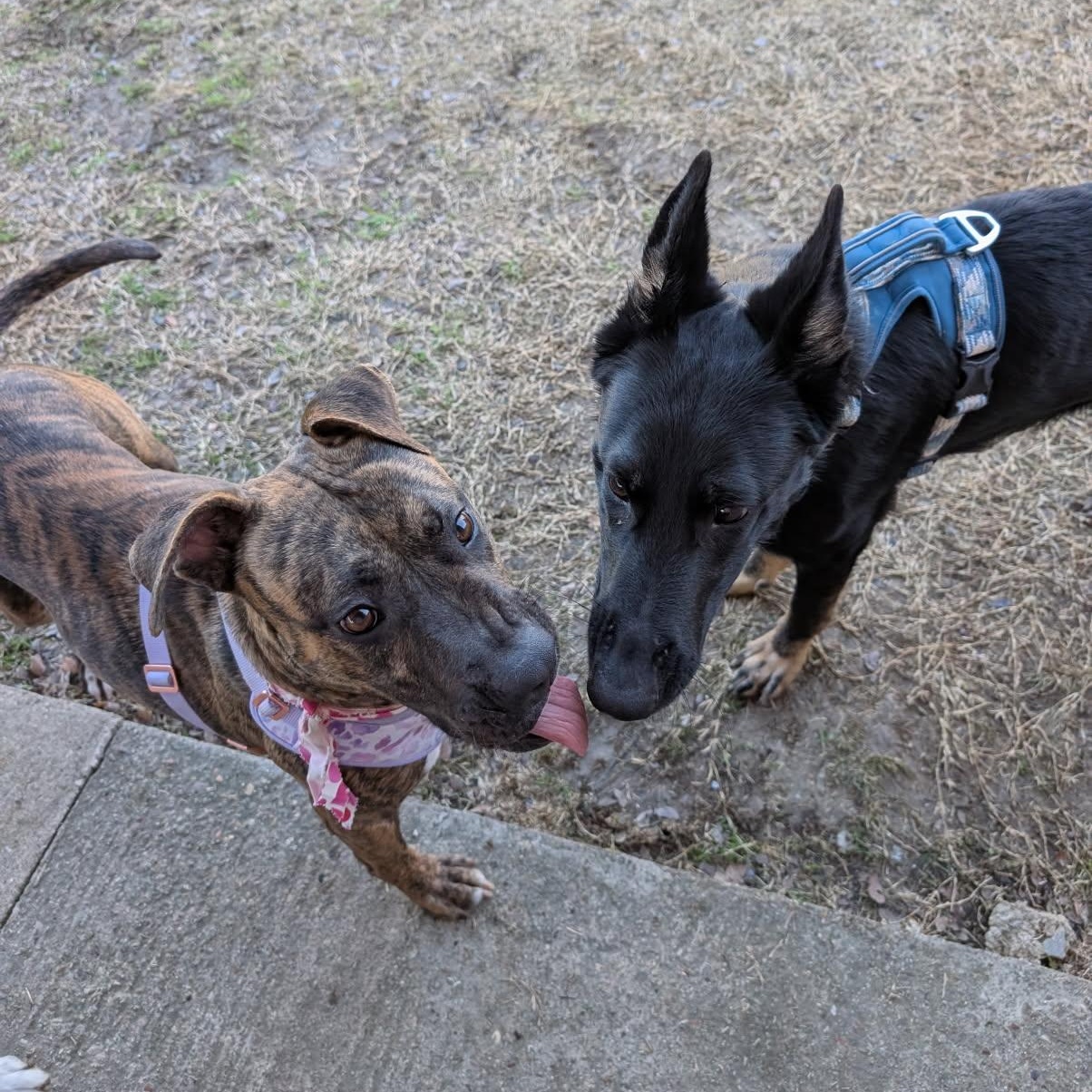 Enlarge Zoe, a Adoptable mixed breed in Boise, ID image 5/6